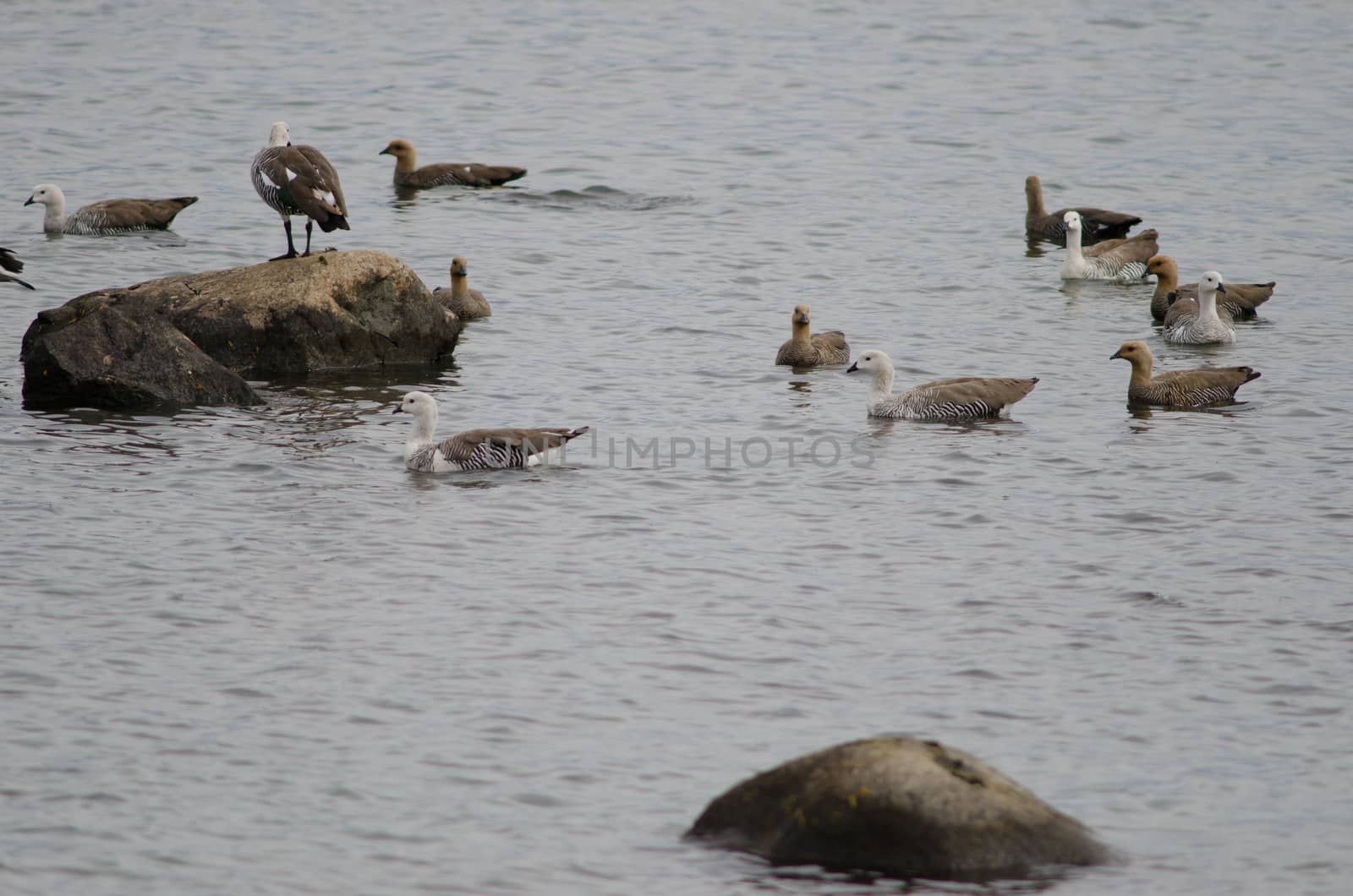 Upland geese Chloephaga picta on the sea. by VictorSuarez