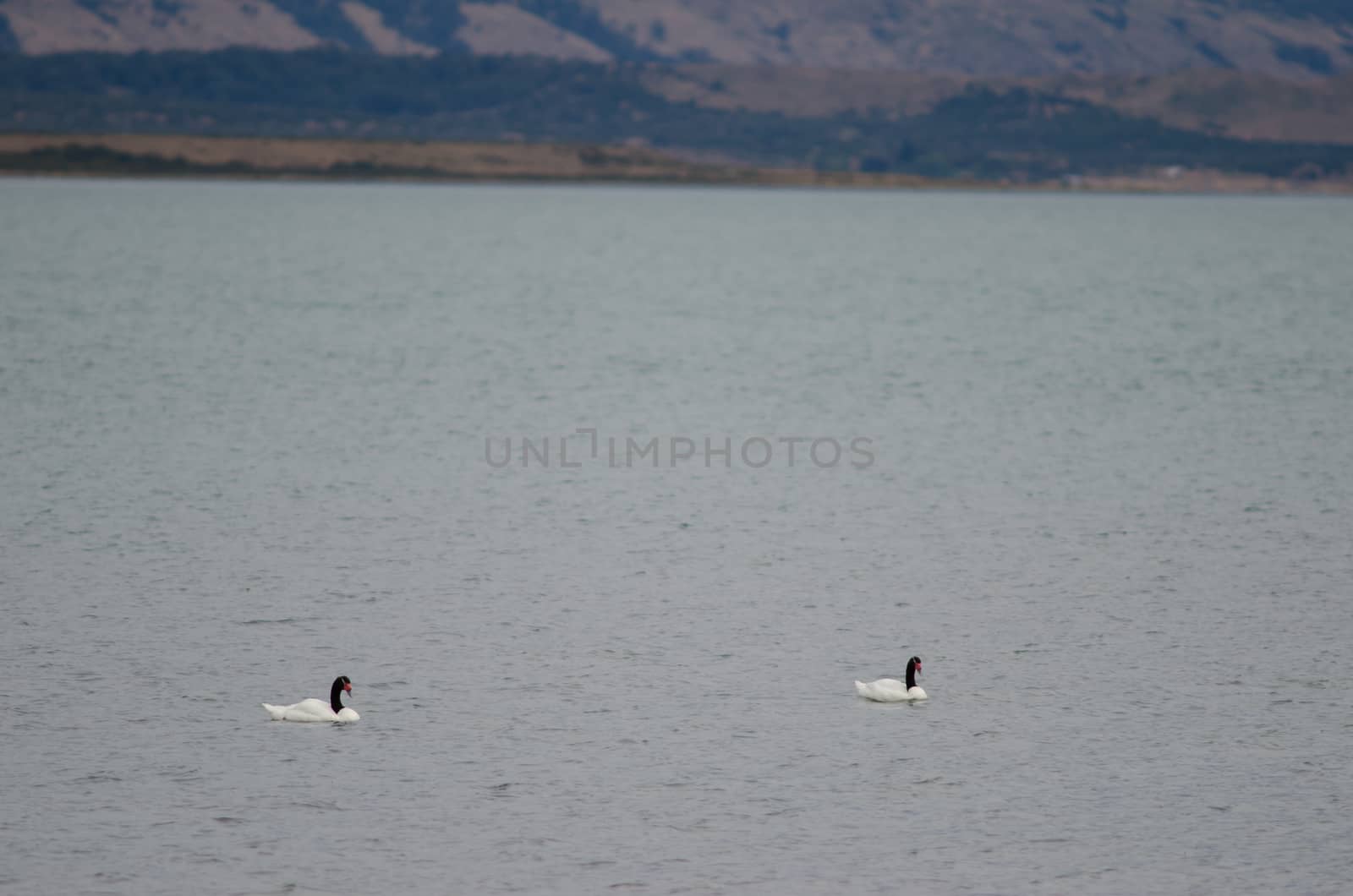 Black-necked swans Cygnus melancoryphus on the sea. by VictorSuarez