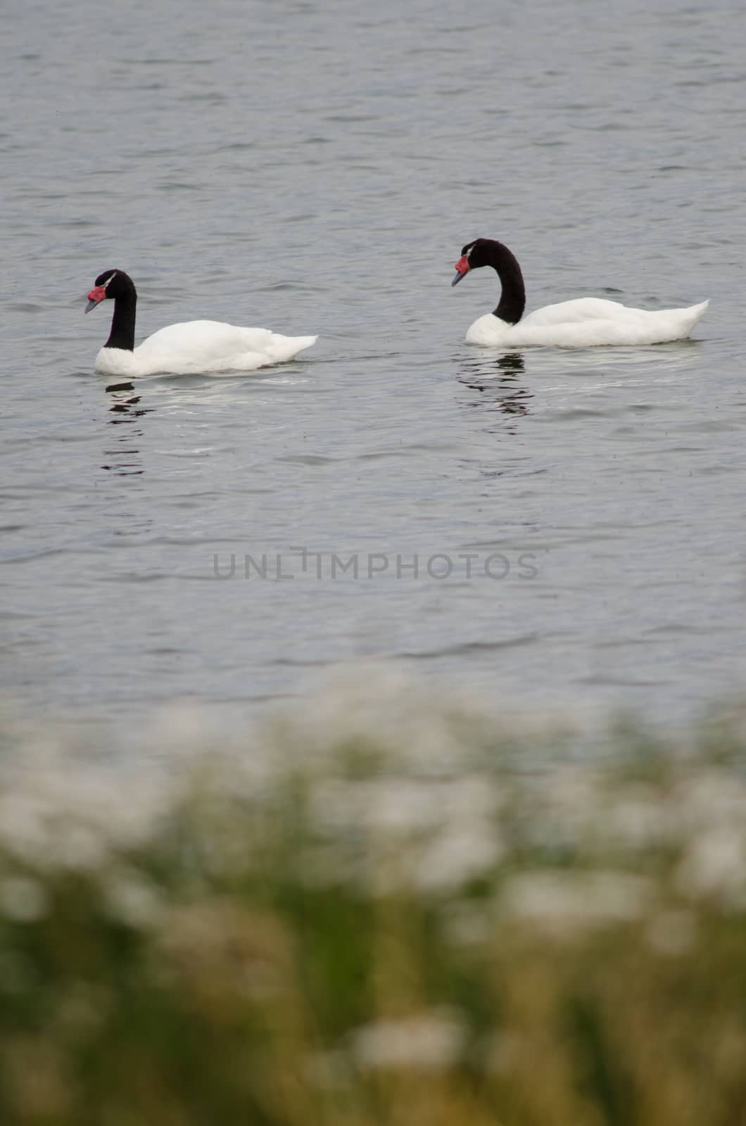 Black-necked swans Cygnus melancoryphus on the sea. by VictorSuarez