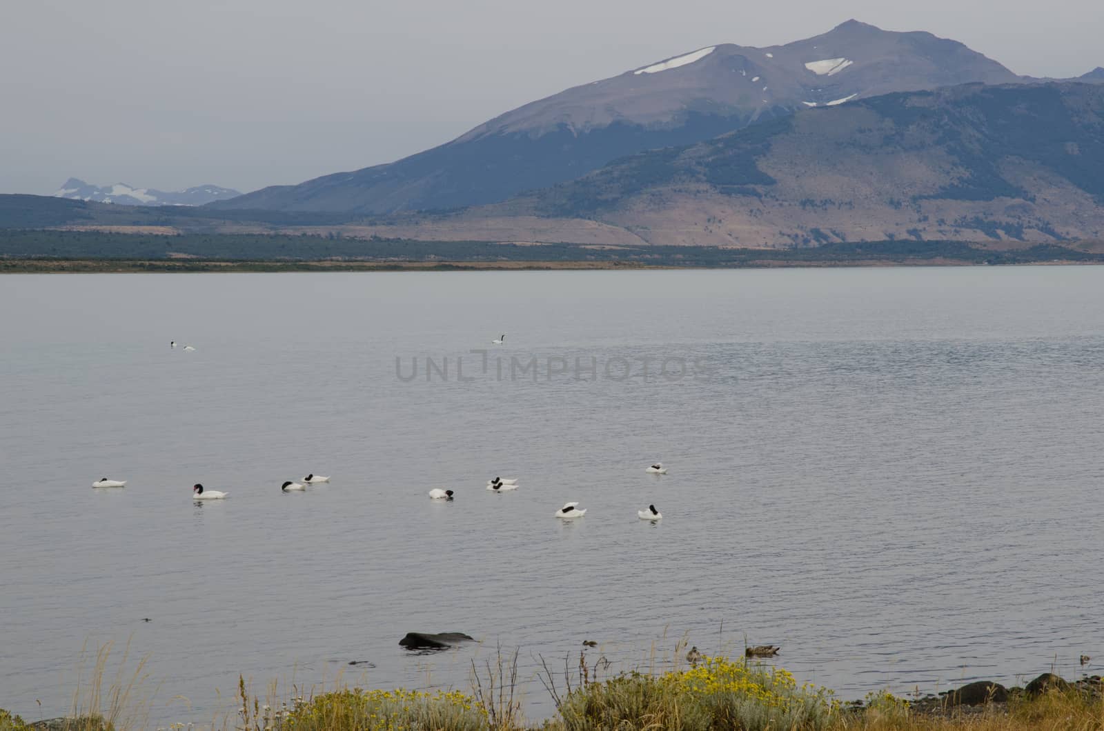 Black-necked swans Cygnus melancoryphus on the sea. Puerto Natales. Ultima Esperanza Province. Magallanes and Chilean Antarctic Region. Chile.