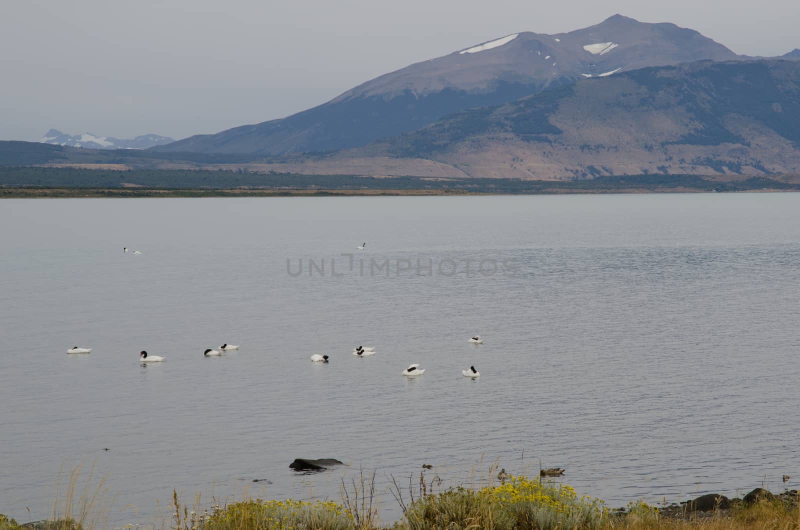 Black-necked swans Cygnus melancoryphus on the sea. by VictorSuarez