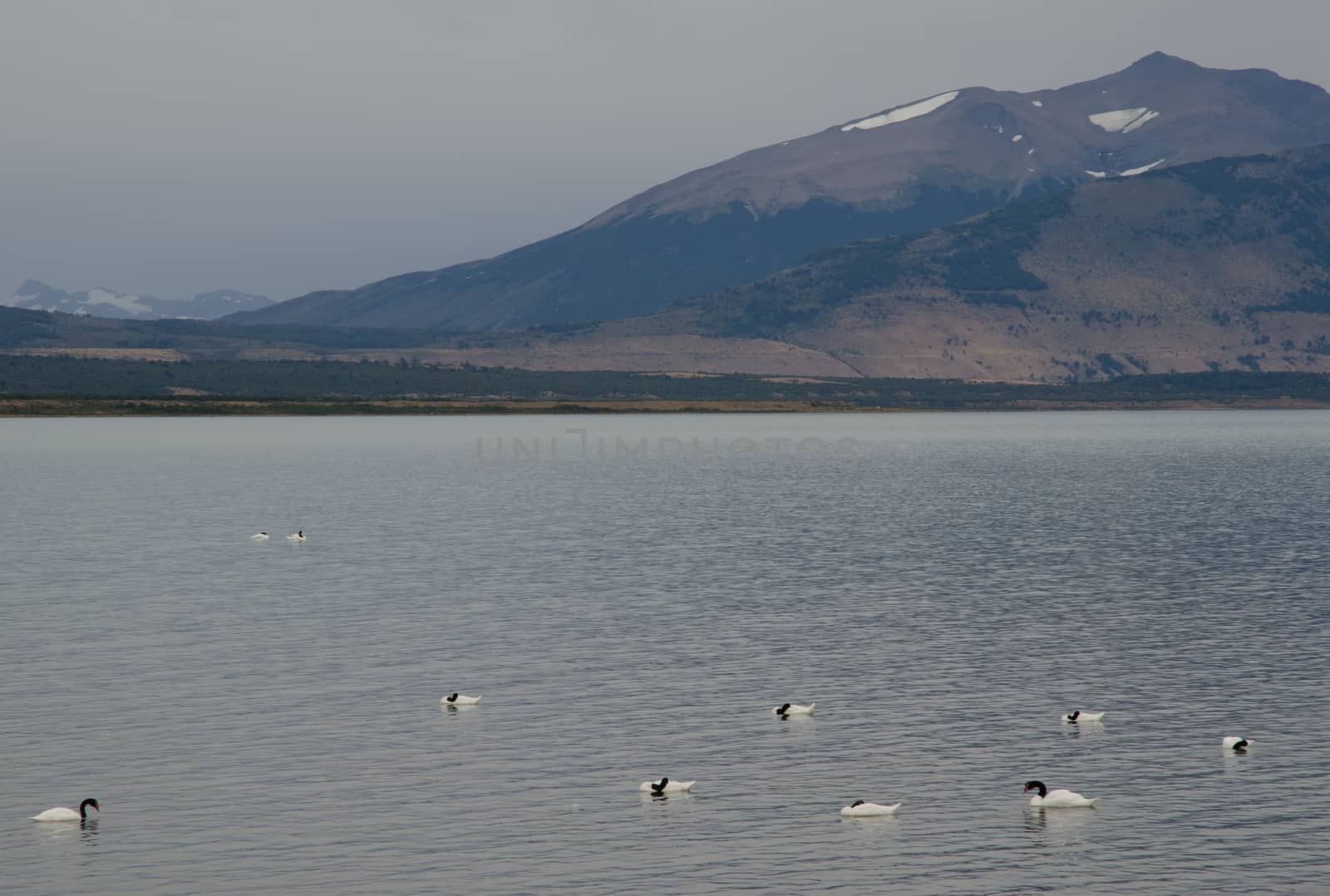 Black-necked swans Cygnus melancoryphus on the sea. by VictorSuarez