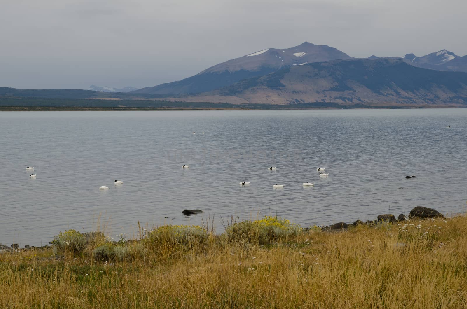 Black-necked swans Cygnus melancoryphus on the sea. by VictorSuarez