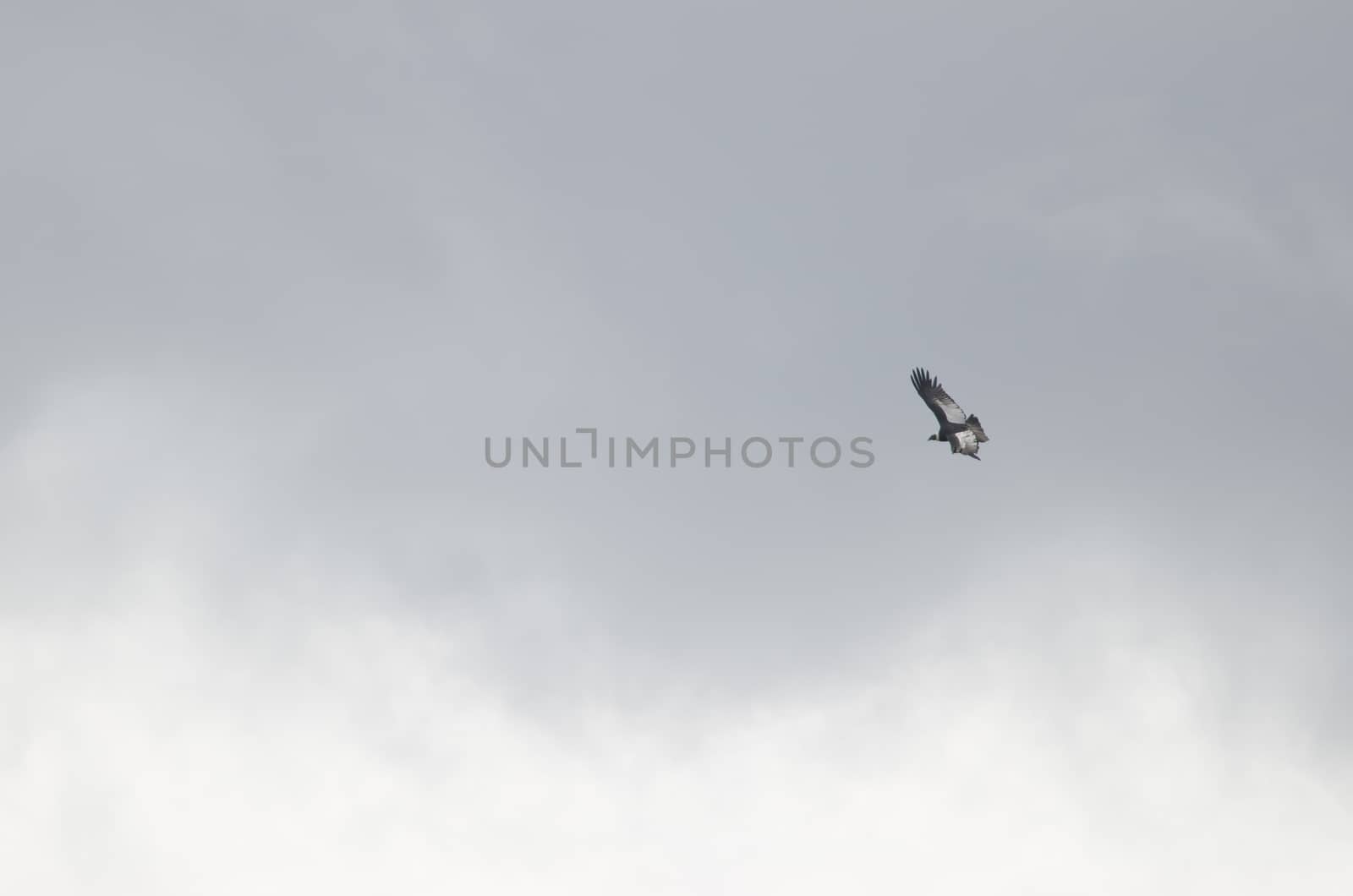 Andean condor Vultur gryphus flying in the Chilean Patagonia. by VictorSuarez