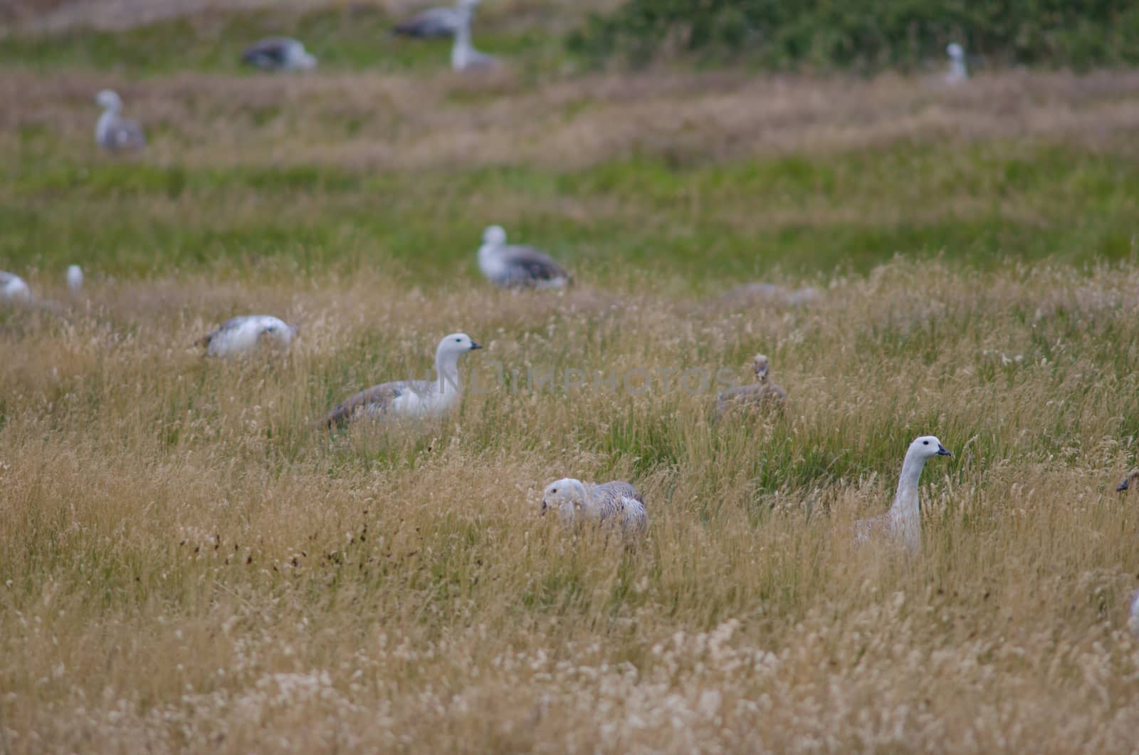 Males Upland Geese Chloephaga picta . Torres del Paine National Park. Ultima Esperanza Province. Magallanes and Chilean Antarctic Region. Chilean Patagonia. Chile.