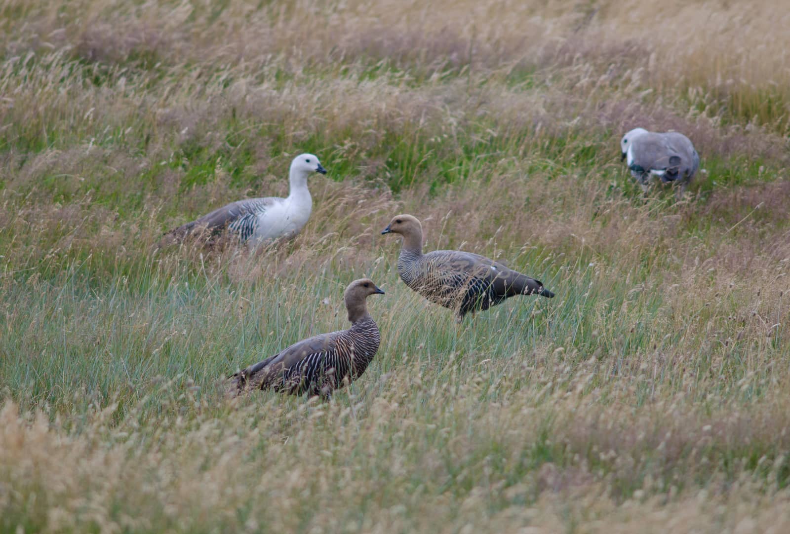 Upland Geese Chloephaga picta . Torres del Paine National Park. Ultima Esperanza Province. Magallanes and Chilean Antarctic Region. Chilean Patagonia. Chile.