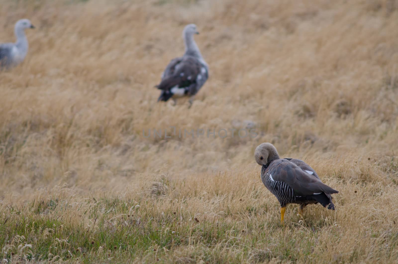 Upland Geese Chloephaga picta in a meadow. by VictorSuarez