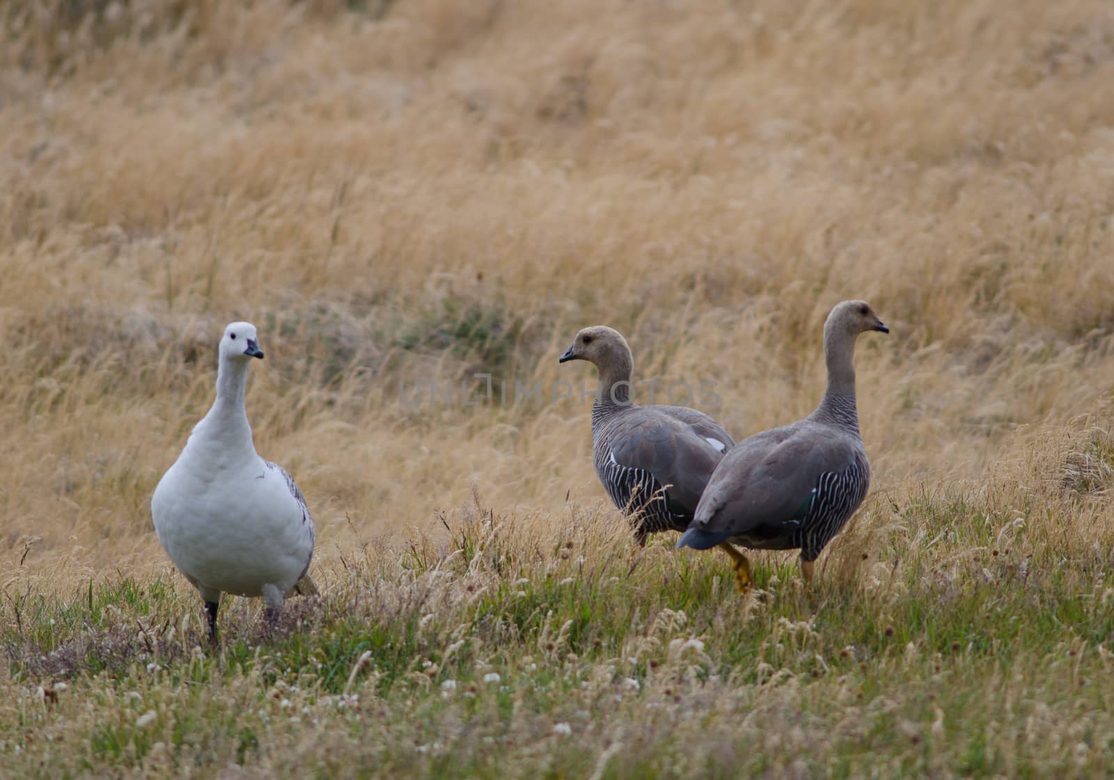 Upland Geese Chloephaga picta in a meadow. by VictorSuarez