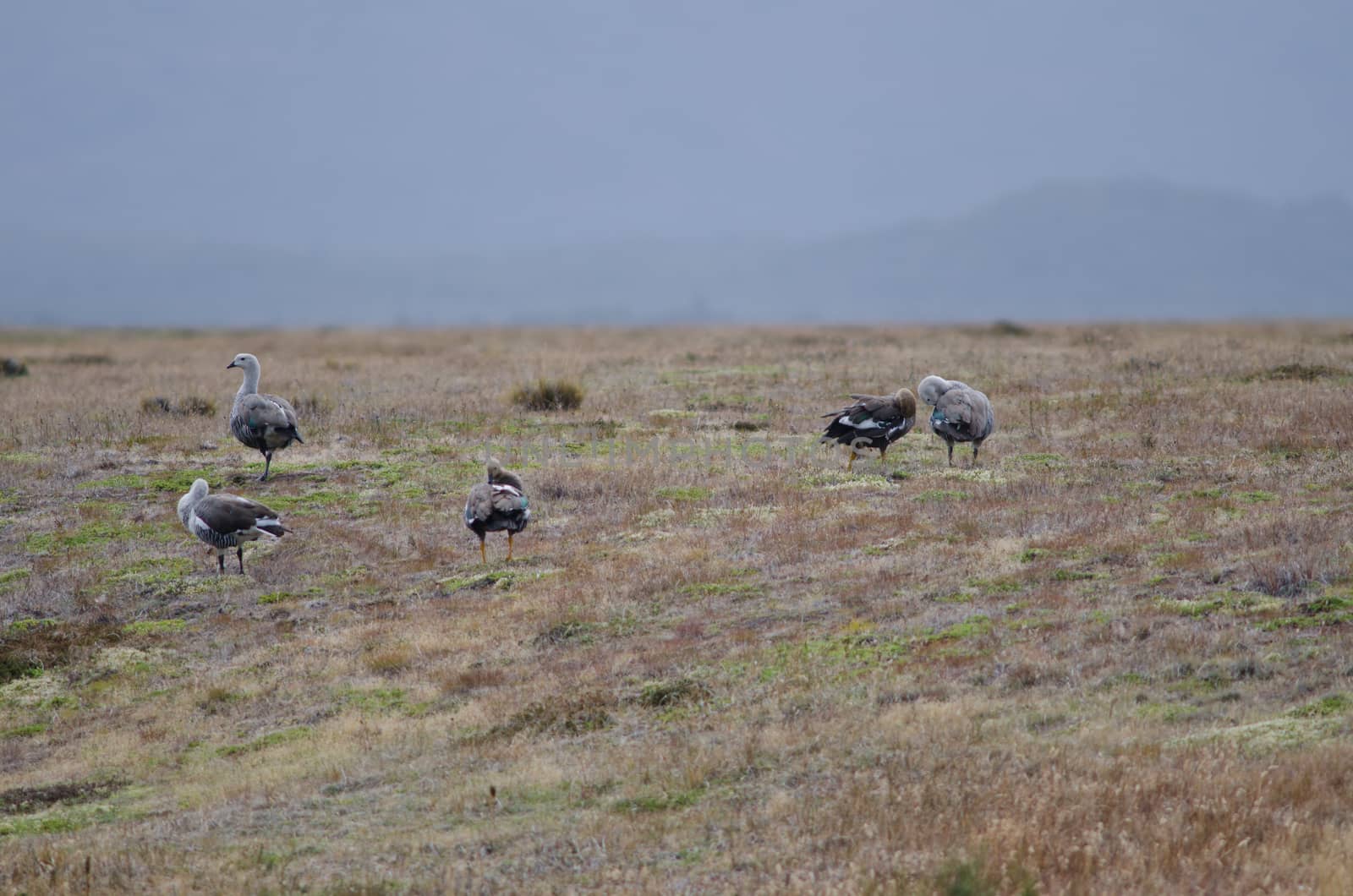 Upland Geese Chloephaga picta in a meadow. by VictorSuarez