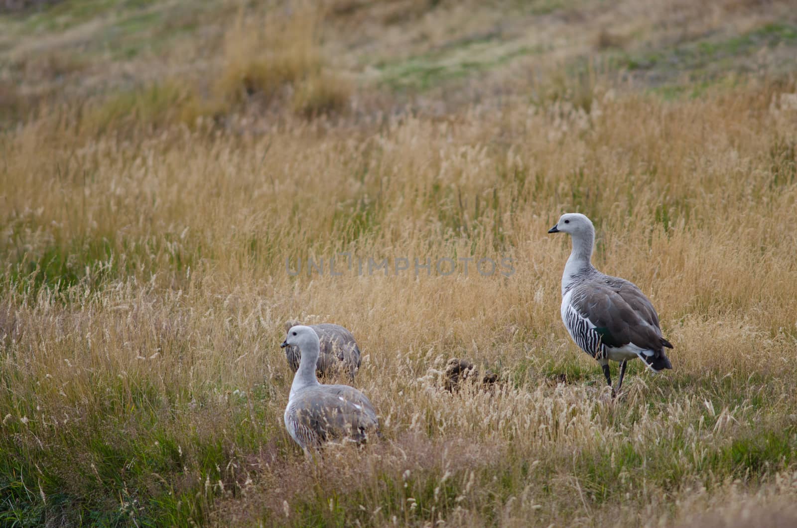 Upland Geese Chloephaga picta in a meadow. by VictorSuarez