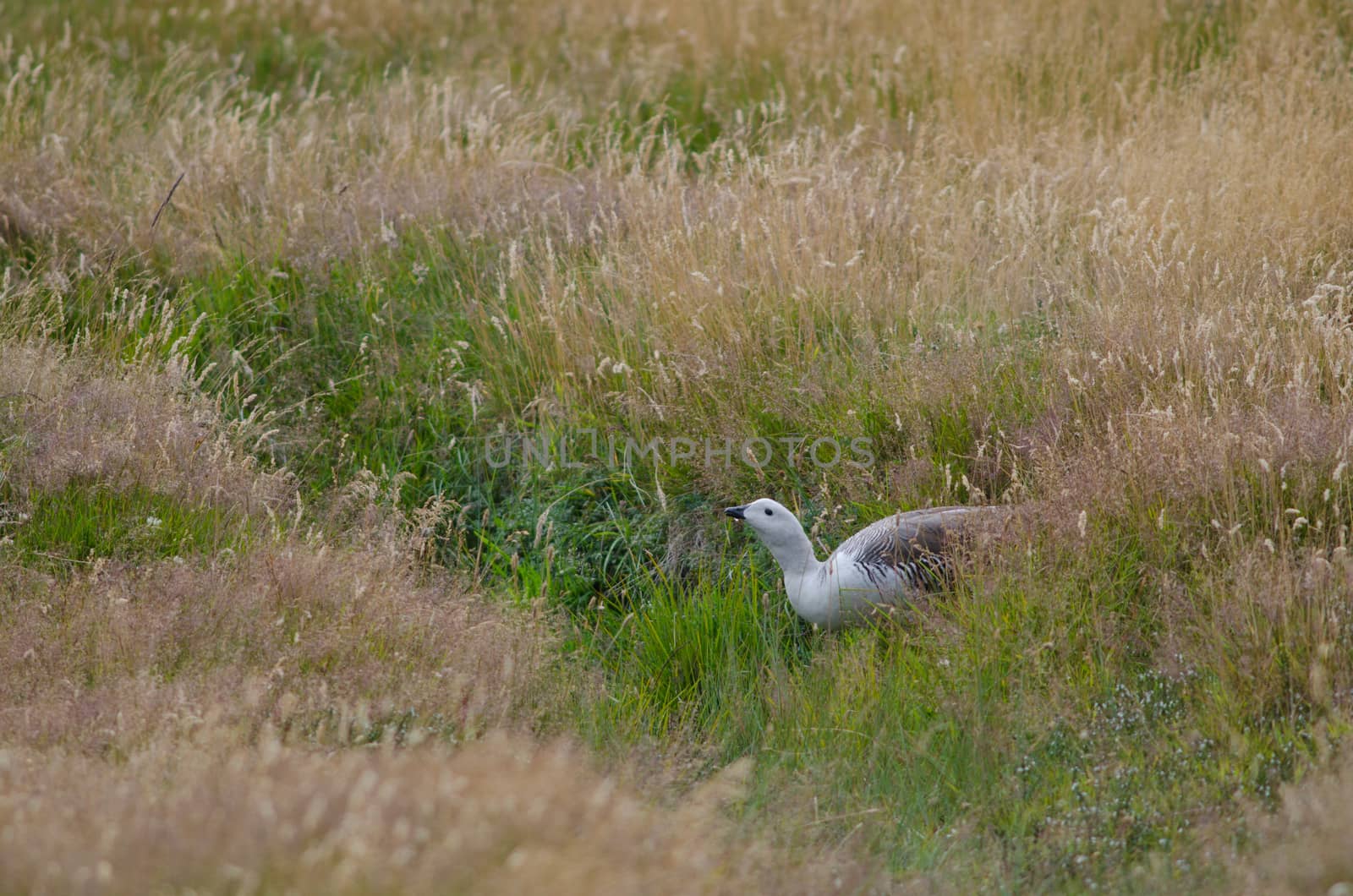 Male upland Geese Chloephaga picta drinking water. by VictorSuarez