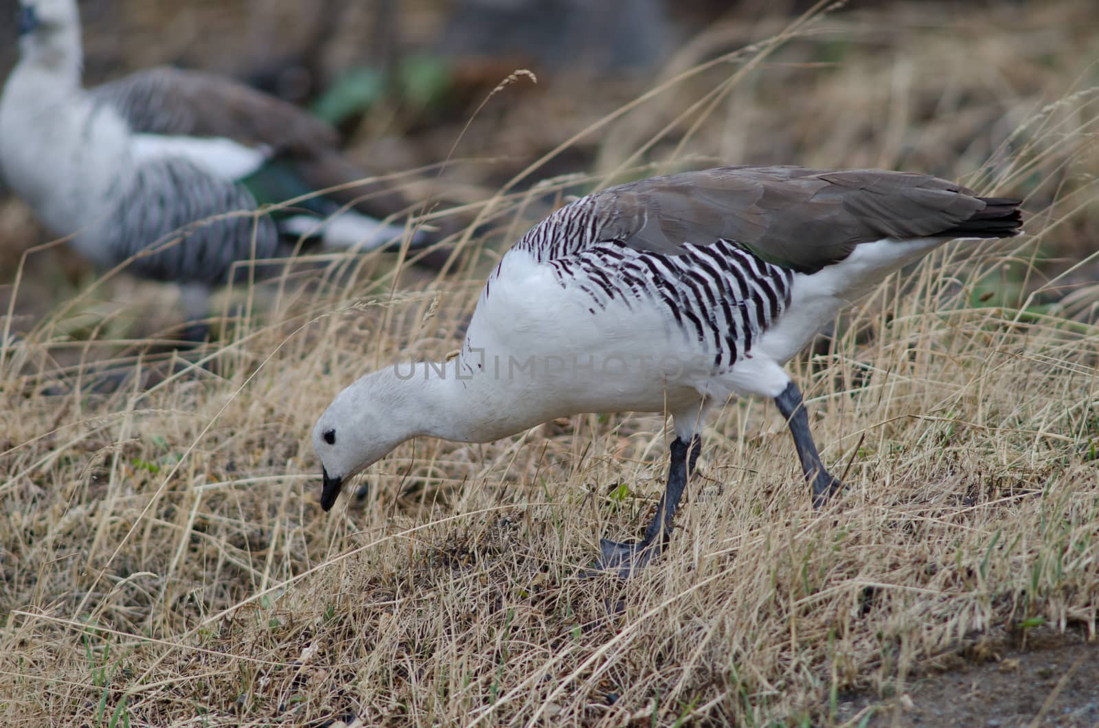 Male upland goose Chloephaga picta searching for food. Pudeto. Torres del Paine National Park. Ultima Esperanza Province. Magallanes and Chilean Antarctic Region. Chile.