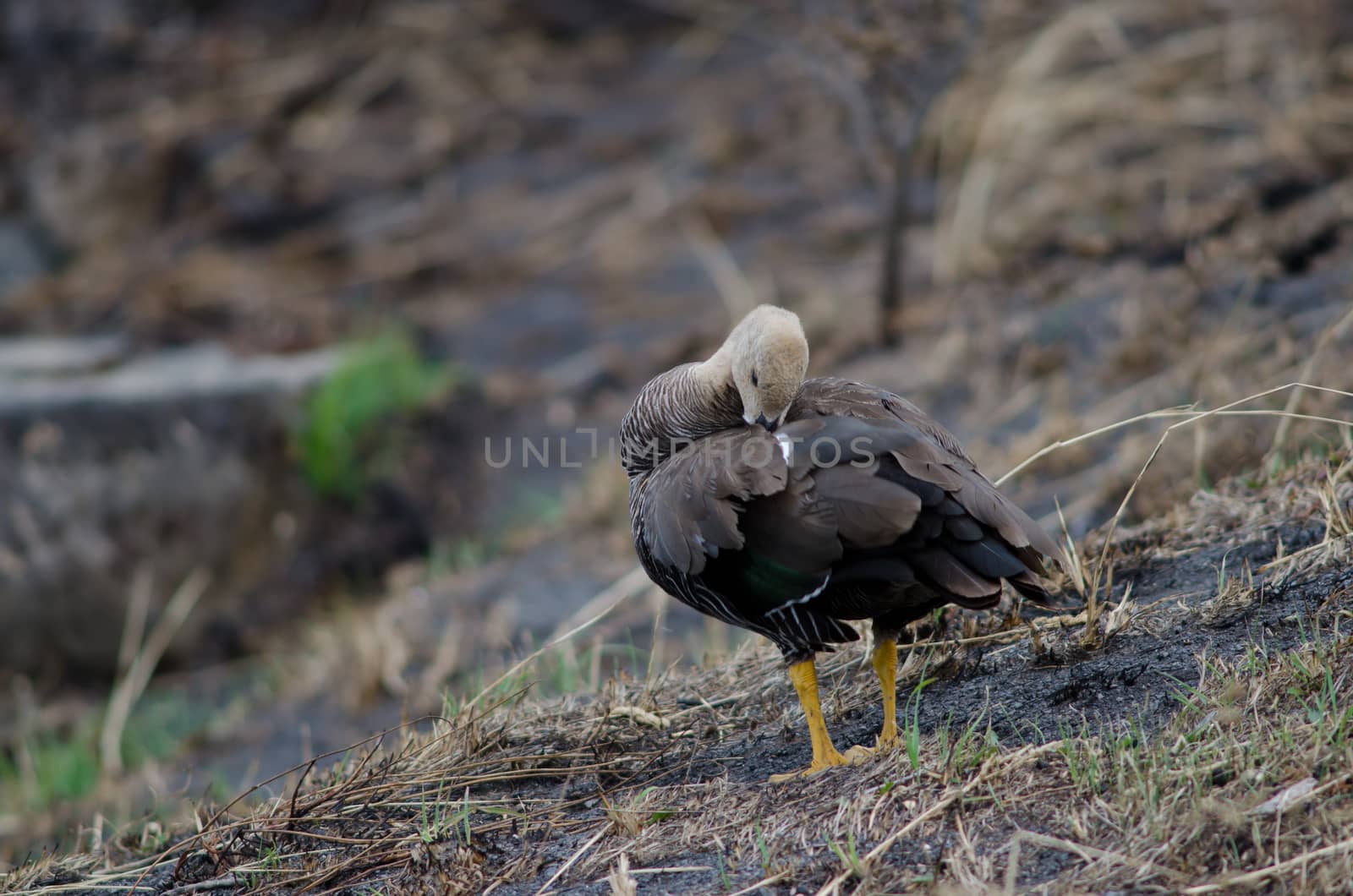 Upland goose in the Torres del Paine National Park. by VictorSuarez