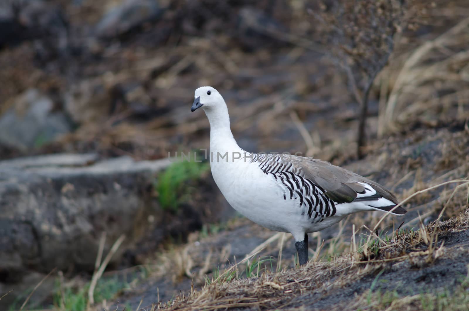 Male upland goose Chloephaga picta . Pudeto. Torres del Paine National Park. Ultima Esperanza Province. Magallanes and Chilean Antarctic Region. Chile.