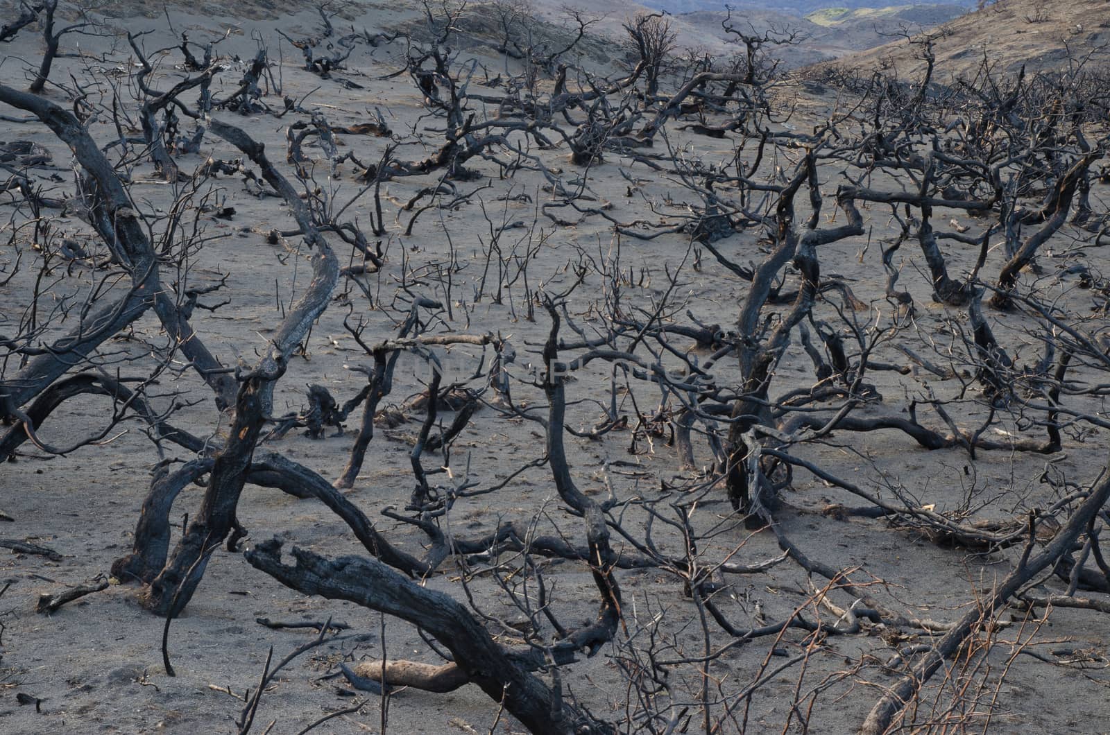 Burned bushes in the forest fire of 2011-2012. by VictorSuarez