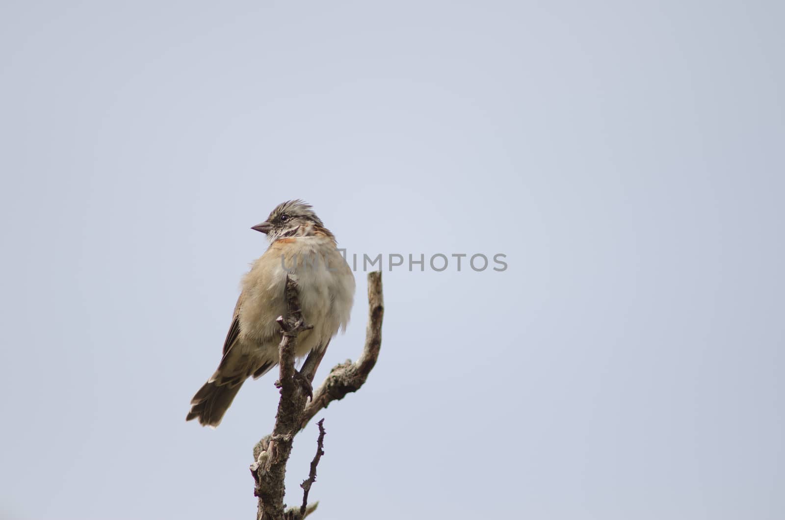 Rufous-collared sparrow perched on a tree branch. by VictorSuarez