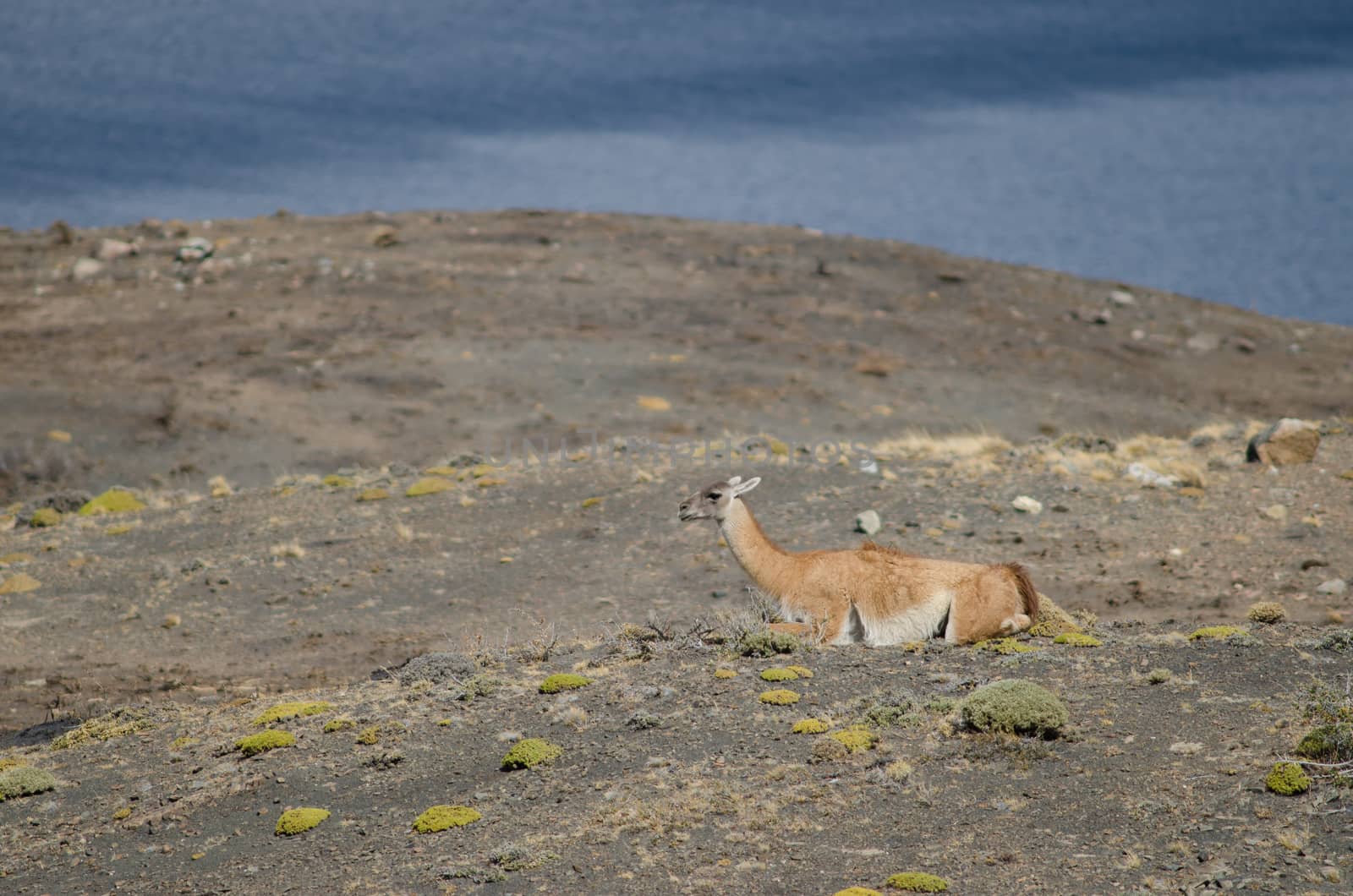 Guanaco Lama guanicoe resting in the Torres del Paine National Park. by VictorSuarez