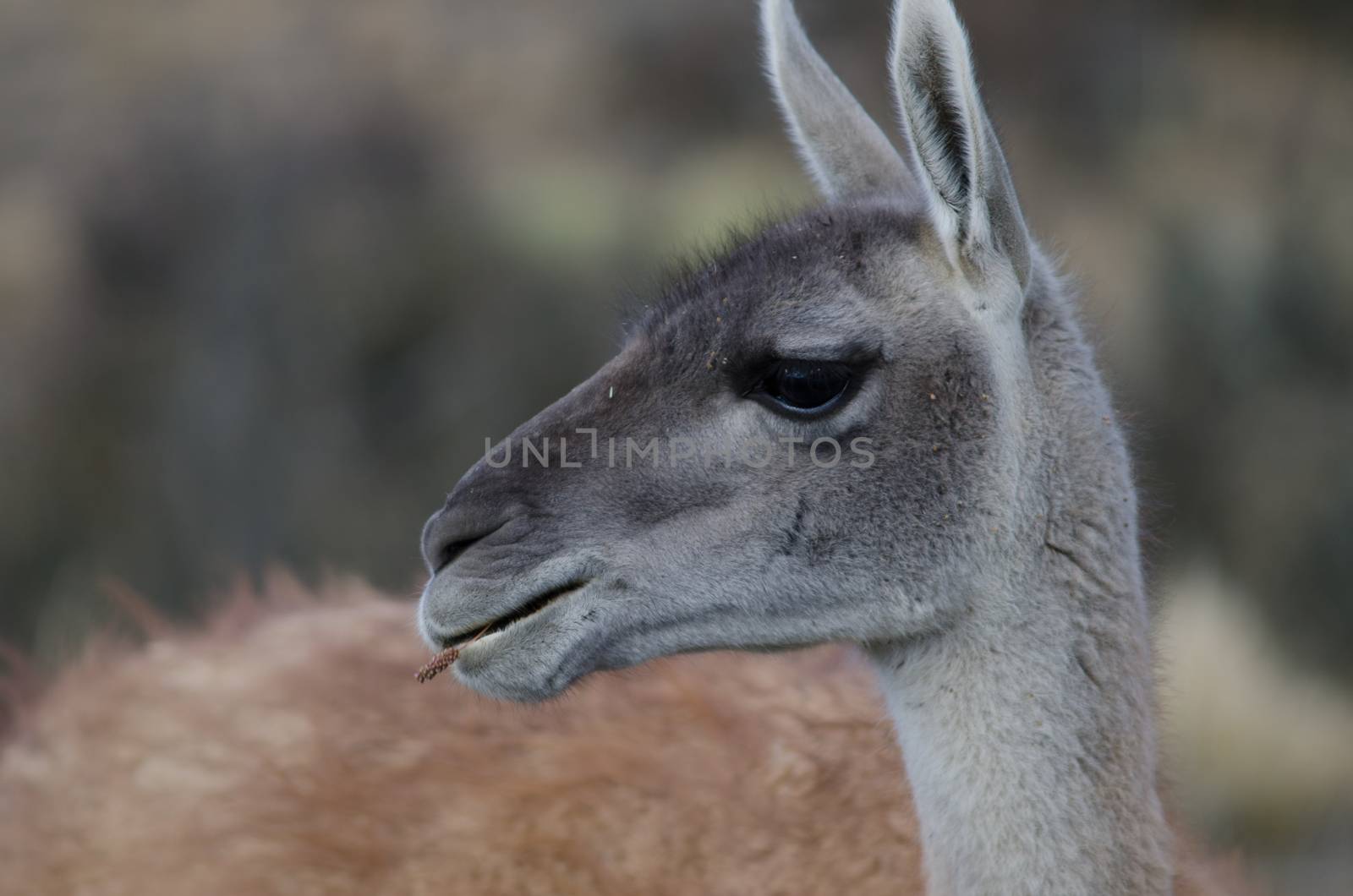 Portrait of a guanaco Lama guanicoe eating. by VictorSuarez
