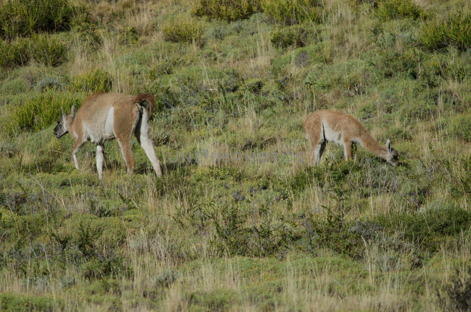 Female and cub of guanaco Lama guanicoe grazing. Torres del Paine National Park. Ultima Esperanza Province. Magallanes and Chilean Antarctic Region. Chile.