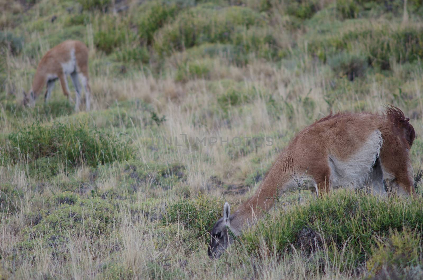 Female and cub of guanaco Lama guanicoe grazing. by VictorSuarez