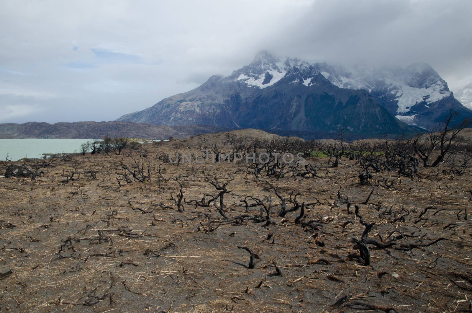 Pehoe lake, Cordillera Paine and burned area in the Torres del Paine National Park by the great fire in 2011-2012. by VictorSuarez