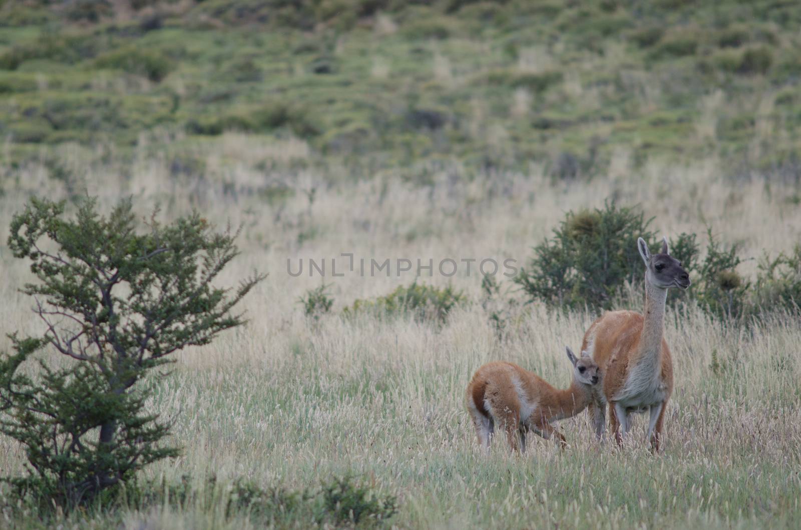 Female guanaco Lama guanicoe with its cub. Torres del Paine National Park. Ultima Esperanza Province. Magallanes and Chilean Antarctic Region. Chile.