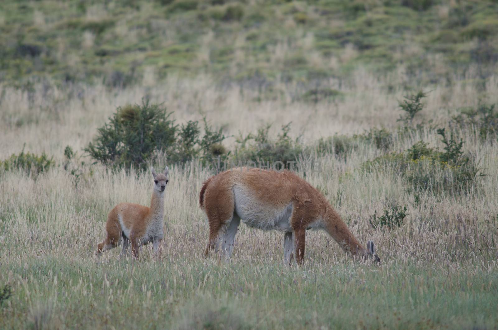 Female guanaco Lama guanicoe grazing with its cub. by VictorSuarez