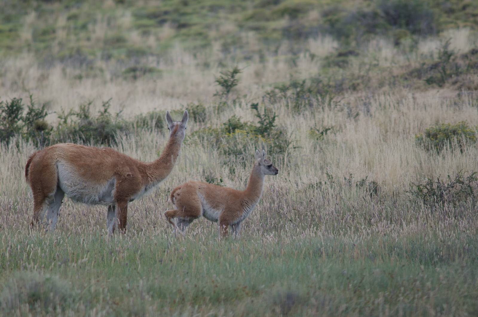 Female guanaco Lama guanicoe with its cub. by VictorSuarez