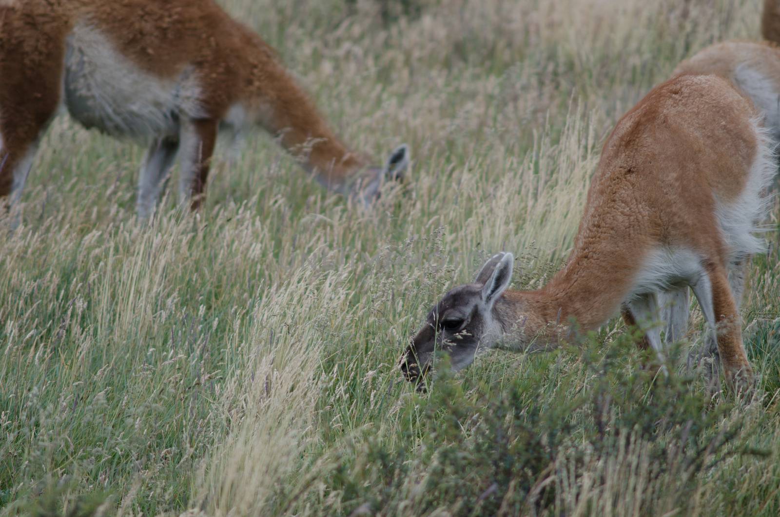 Guanacos Lama guanicoe grazing in a meadow. by VictorSuarez