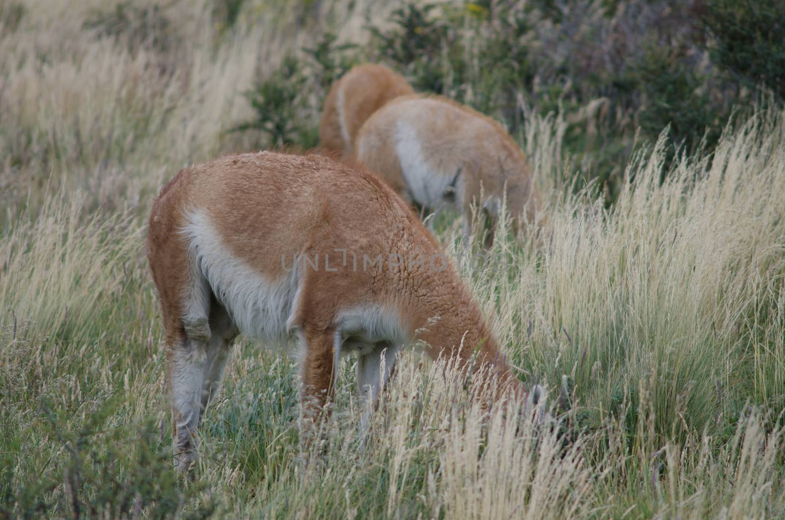 Guanacos Lama guanicoe grazing in a meadow. by VictorSuarez