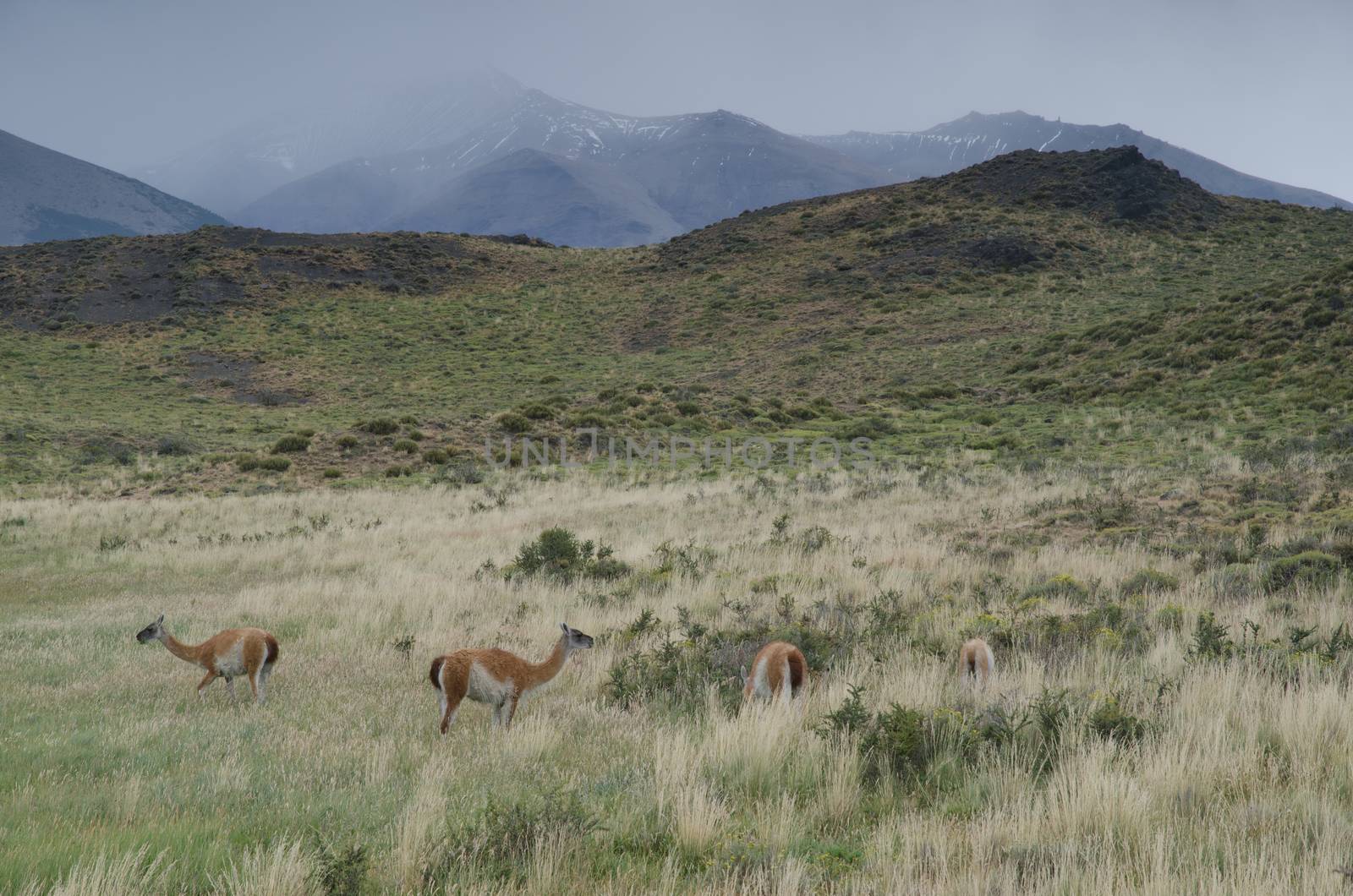 Guanacos Lama guanicoe in Torres del Paine National Park. Ultima Esperanza Province. Magallanes and Chilean Antarctic Region. Chile.