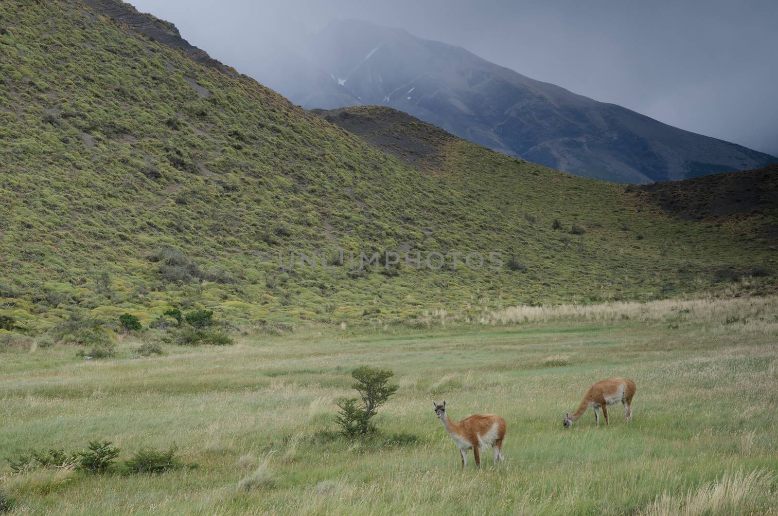 Guanacos Lama guanicoe in Torres del Paine National Park. by VictorSuarez