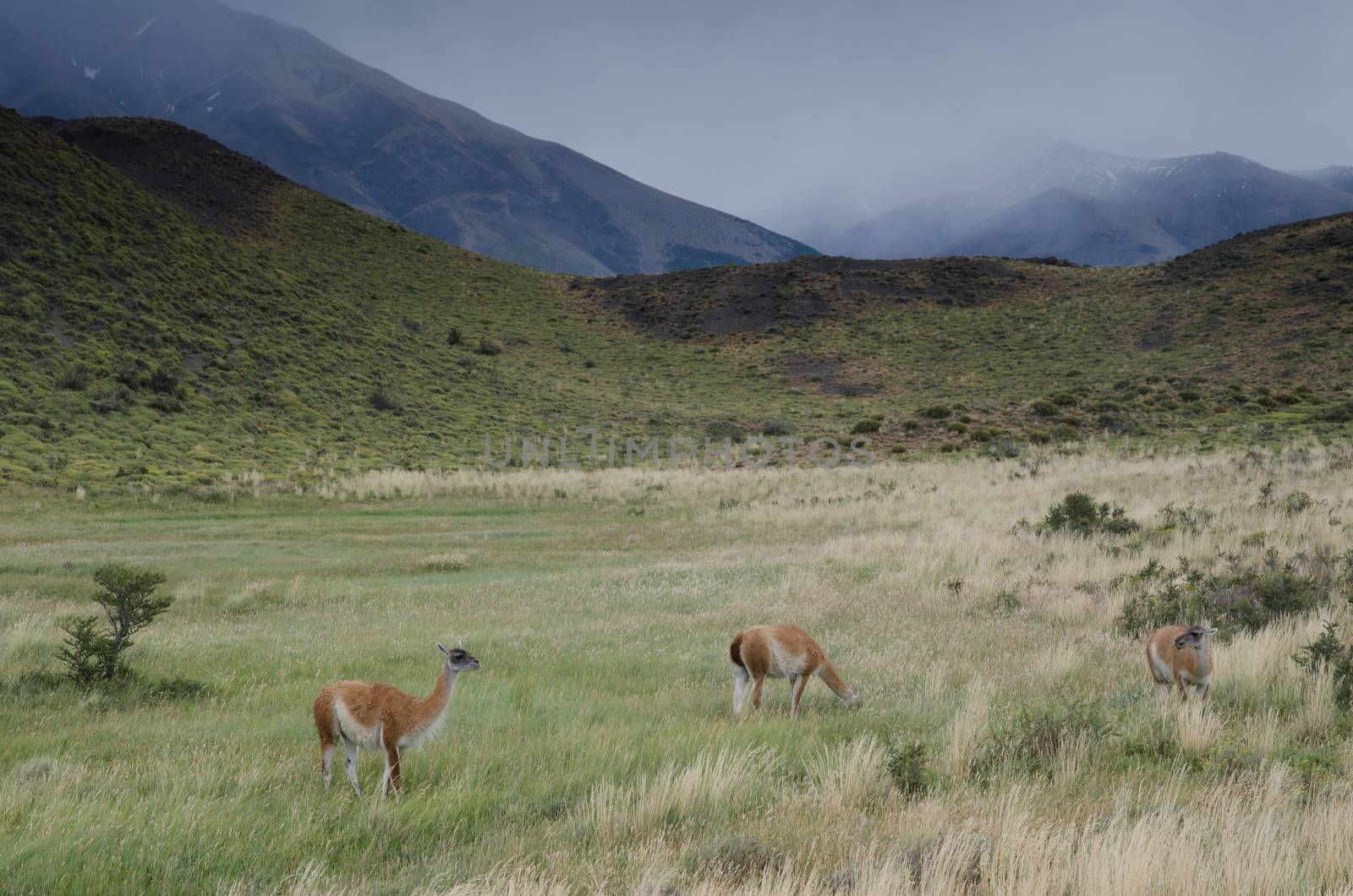 Guanacos Lama guanicoe in Torres del Paine National Park. Ultima Esperanza Province. Magallanes and Chilean Antarctic Region. Chile.