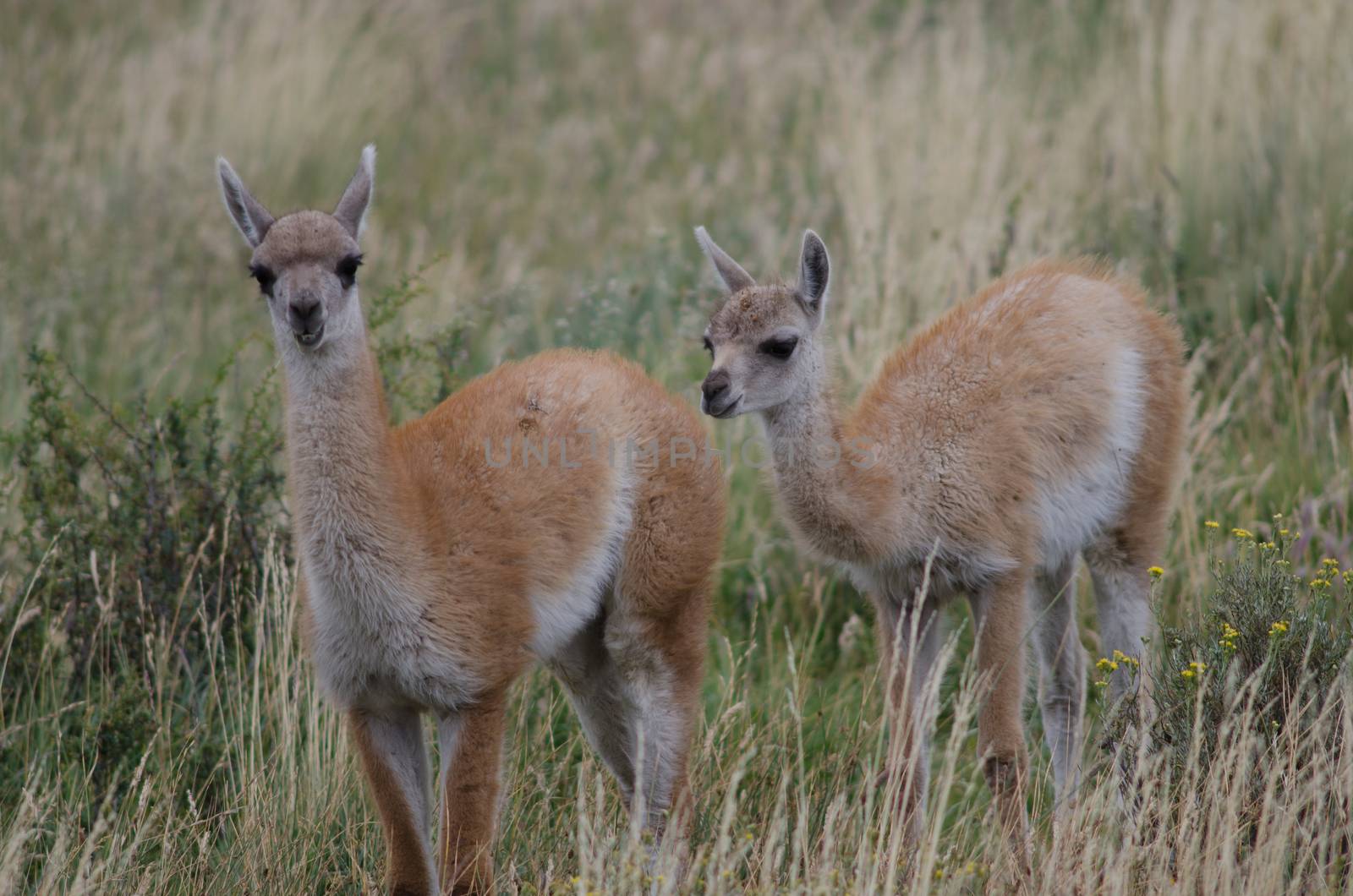 Cubs of guanaco Lama guanicoe in a meadow. by VictorSuarez