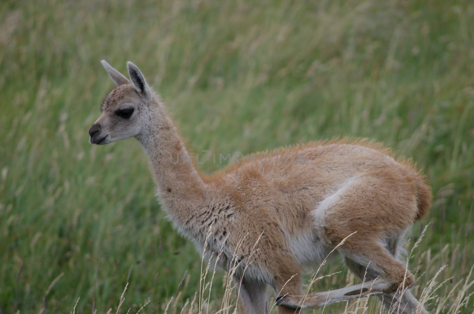 Cub of guanaco Lama guanicoe scratching. Torres del Paine National Park. Ultima Esperanza Province. Magallanes and Chilean Antarctic Region. Chile.