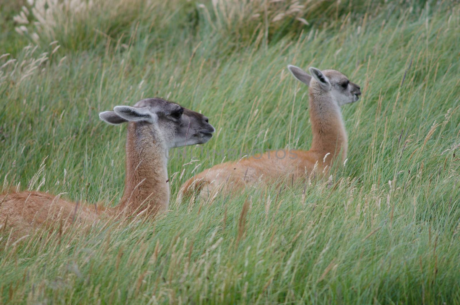 Female guanaco Lama guanicoe with its cub resting. by VictorSuarez