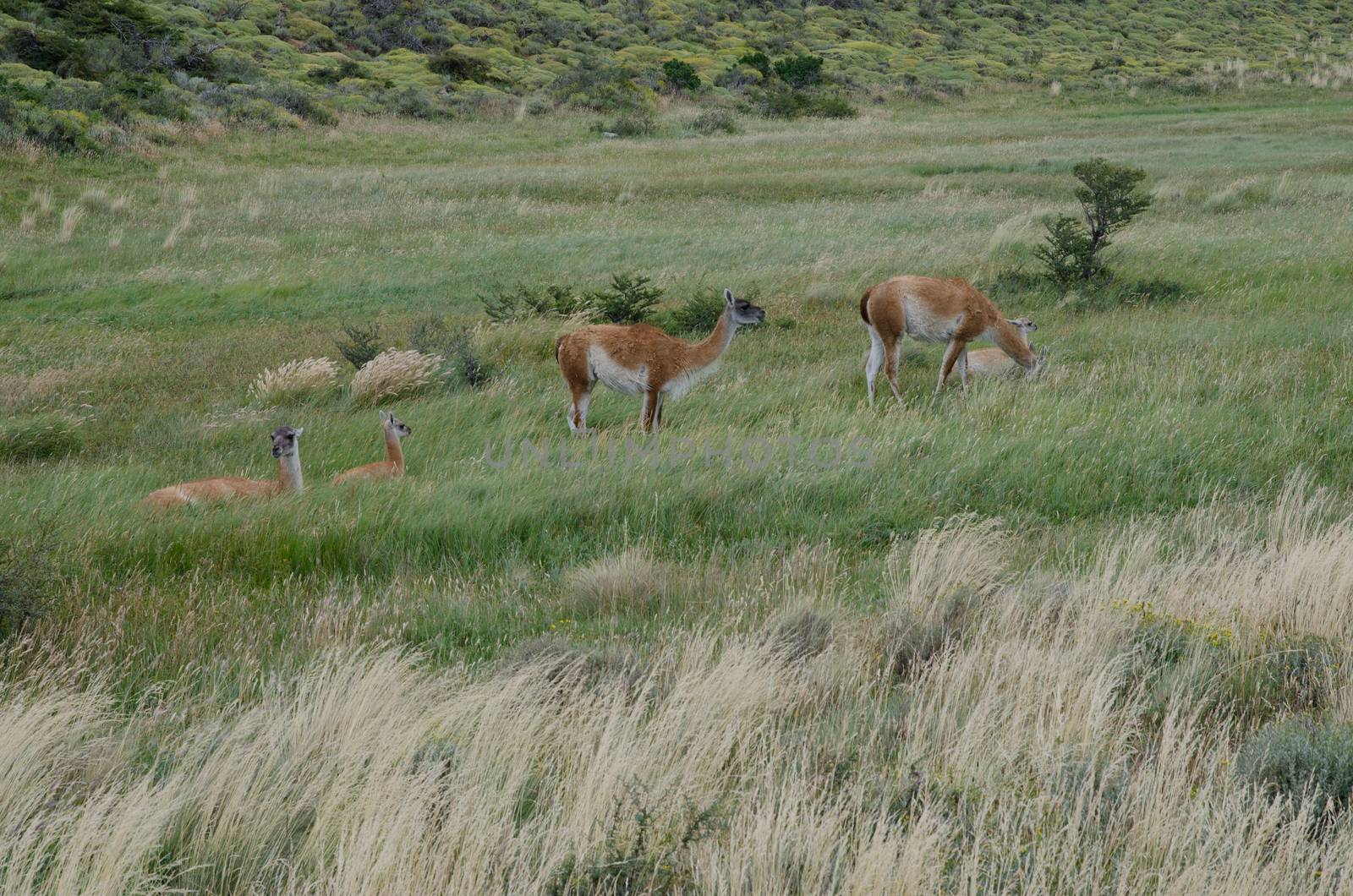 Females guanacos Lama guanicoe with theirs cubs. by VictorSuarez
