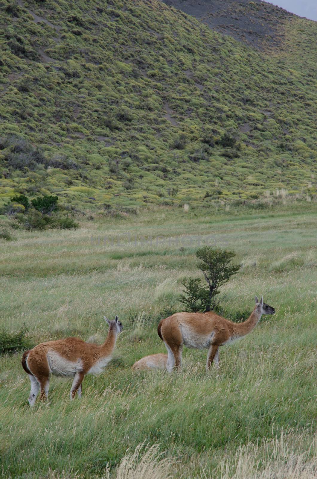 Guanacos Lama guanicoe in a meadow. Torres del Paine National Park. Ultima Esperanza Province. Magallanes and Chilean Antarctic Region. Chile.