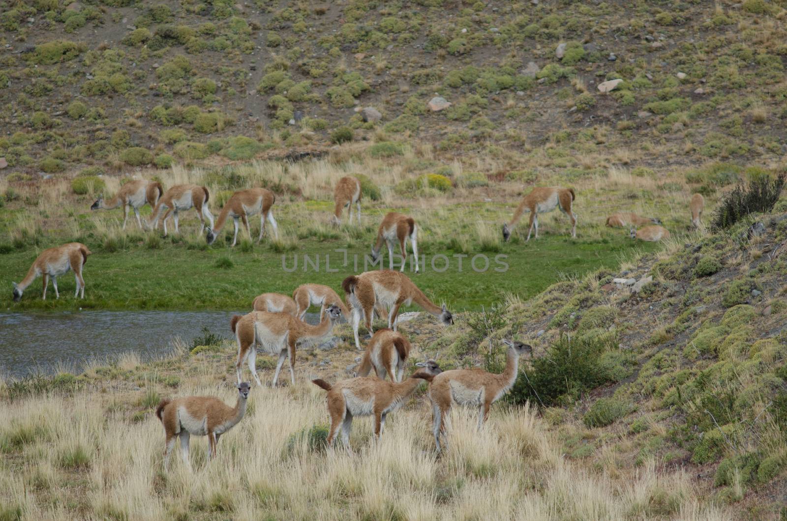 Herd of guanacos in Torres del Paine National Park. by VictorSuarez