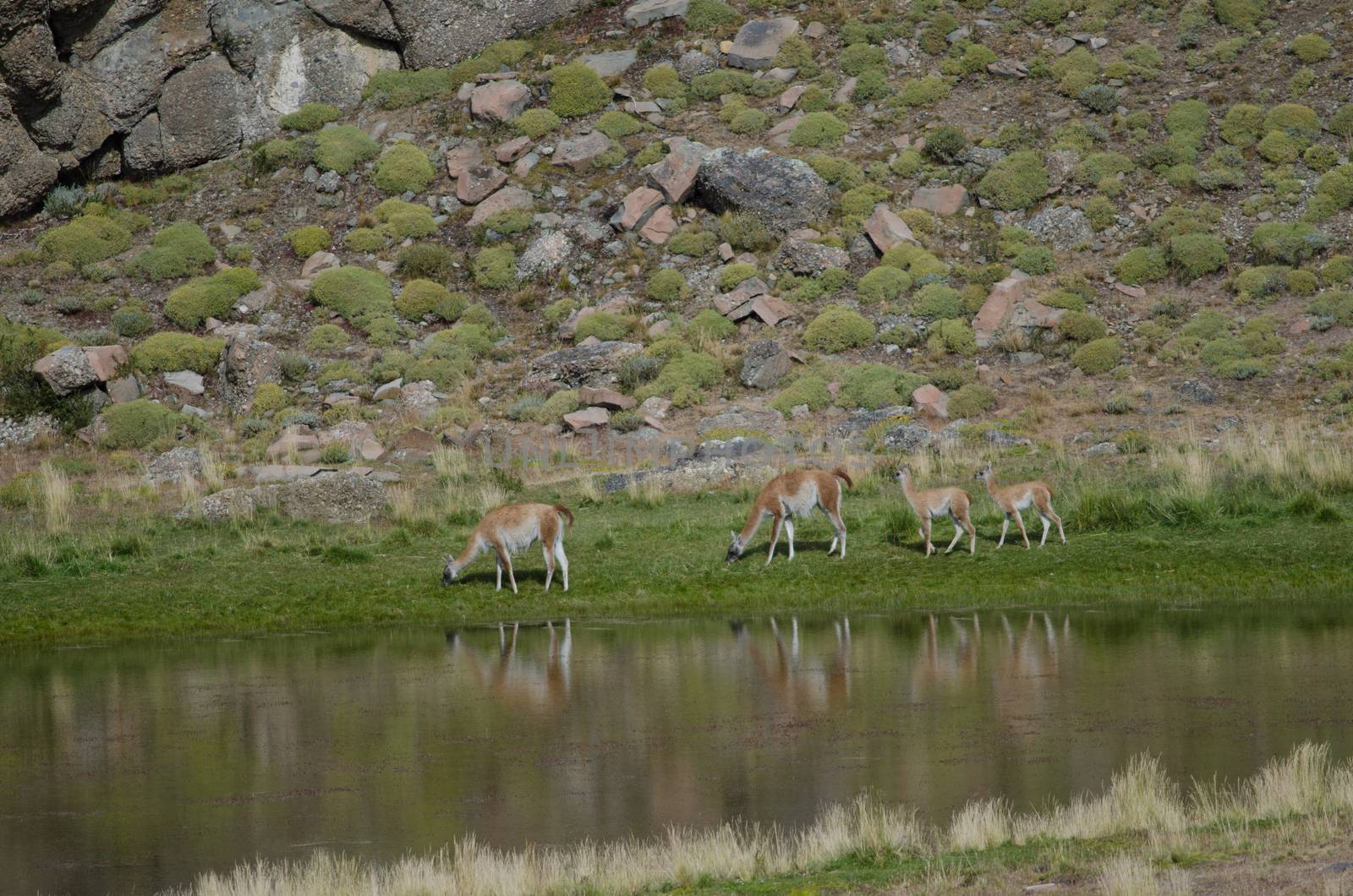 Females guanacos Lama guanicoe with theirs cubs. Torres del Paine National Park. Ultima Esperanza Province. Magallanes and Chilean Antarctic Region. Chile.