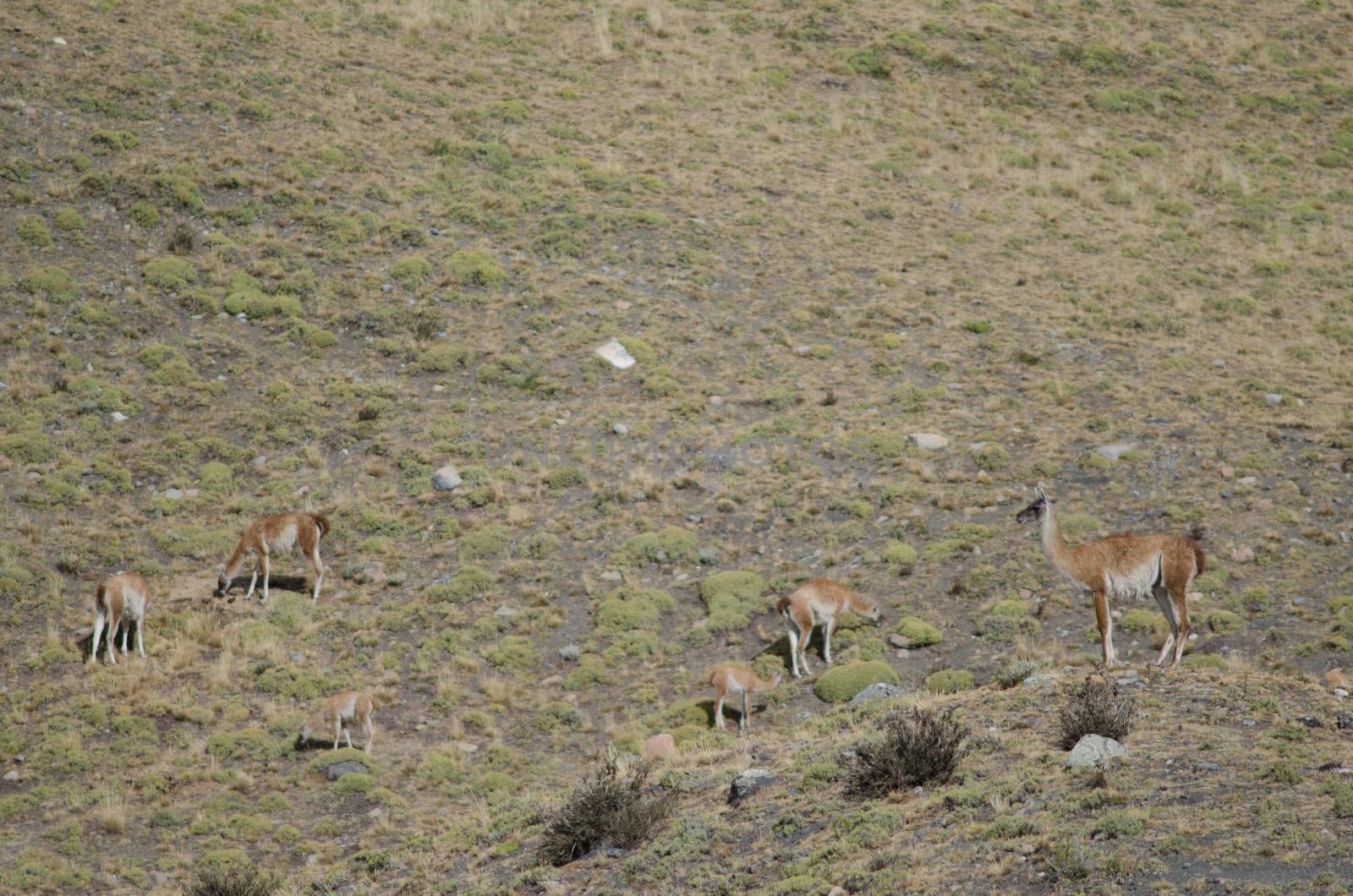 Guanacos Lama guanicoe in Torres del Paine National Park. Ultima Esperanza Province. Magallanes and Chilean Antarctic Region. Chile.