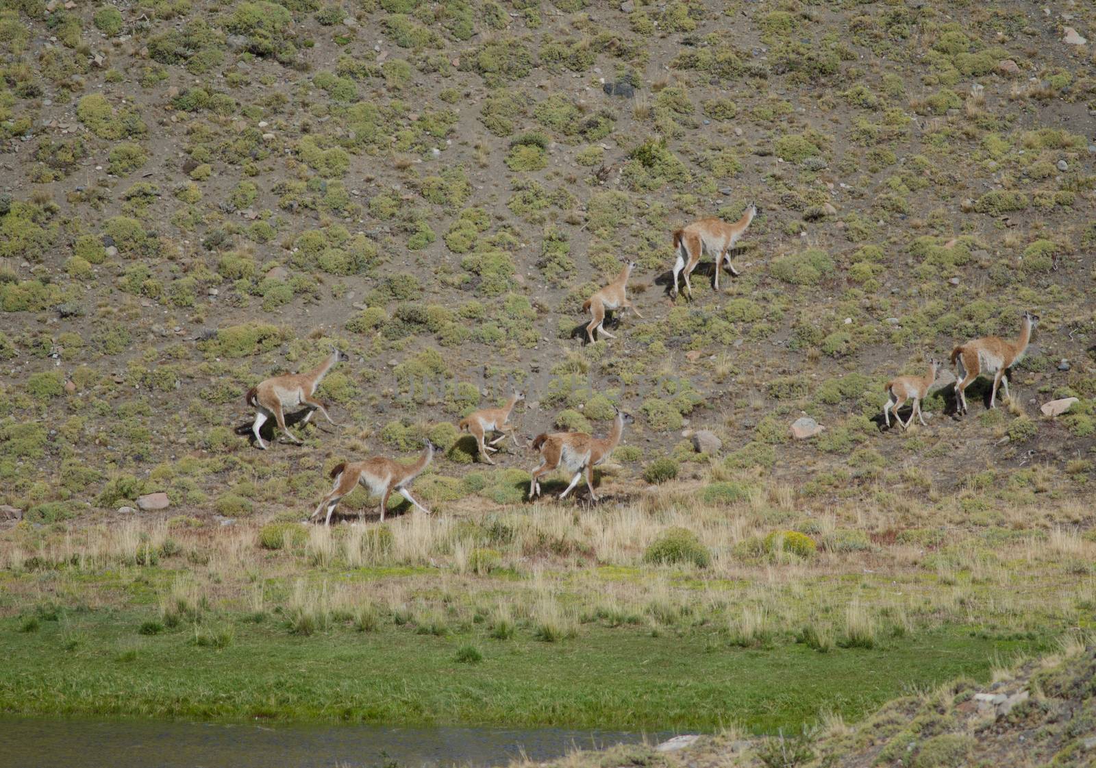 Herd of guanacos Lama guanicoe. Torres del Paine National Park. Ultima Esperanza Province. Magallanes and Chilean Antarctic Region. Chile.