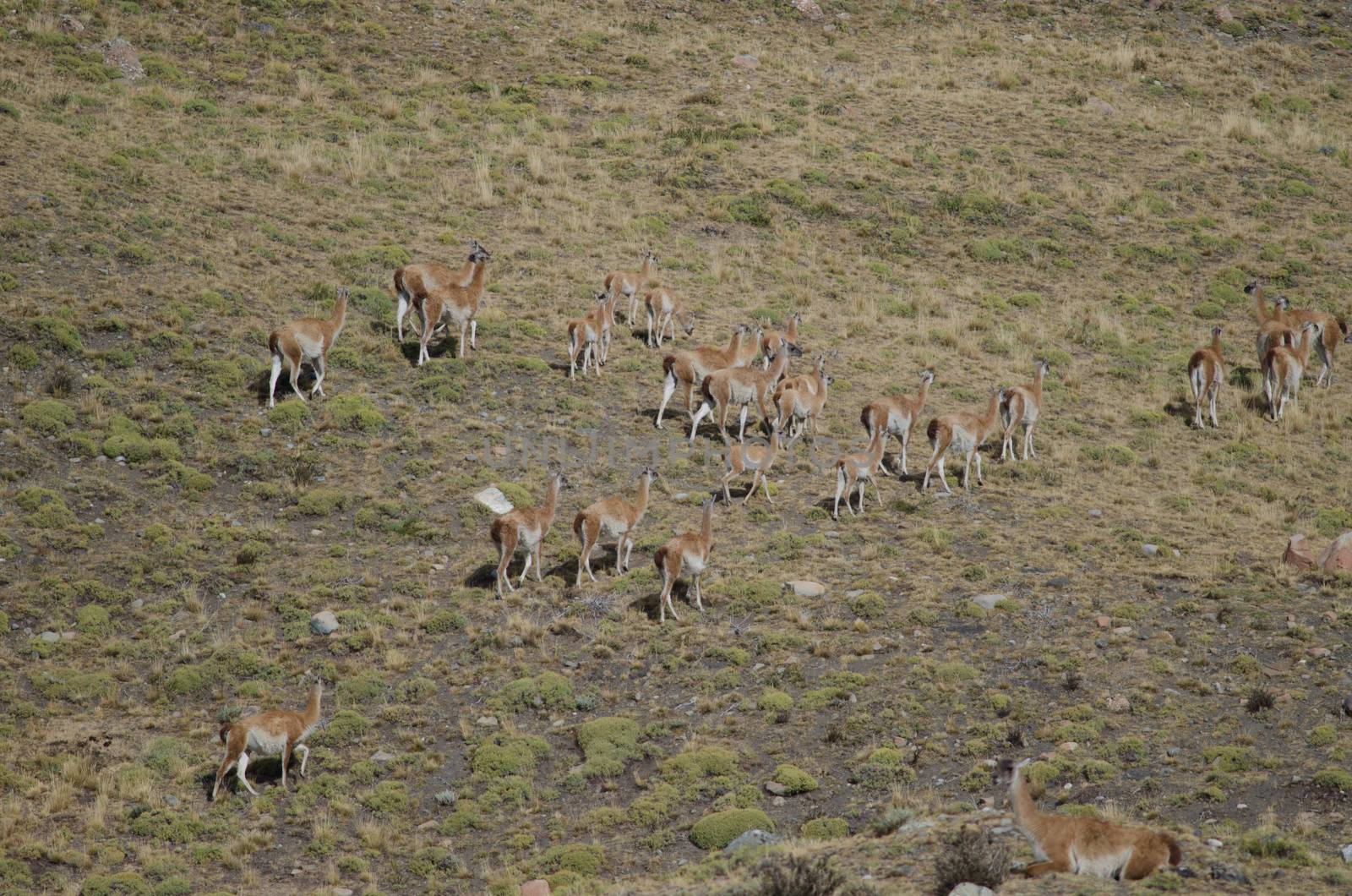 Herd of guanacos Lama guanicoe. Torres del Paine National Park. Ultima Esperanza Province. Magallanes and Chilean Antarctic Region. Chile.