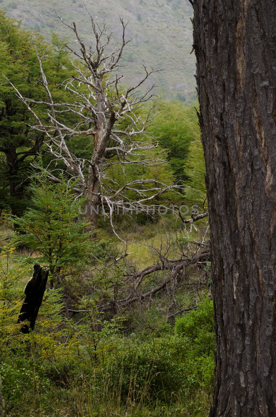 Dead tree in Torres del Paine National Park. Ultima Esperanza Province. Magallanes and Chilean Antarctic Region. Chile.