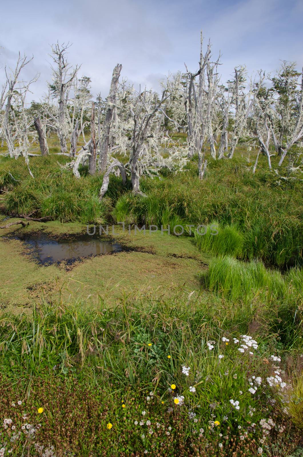 Forest and lagoons in the Chilean Patagonia. Magallanes and Chilean Antarctic Region. Chile.