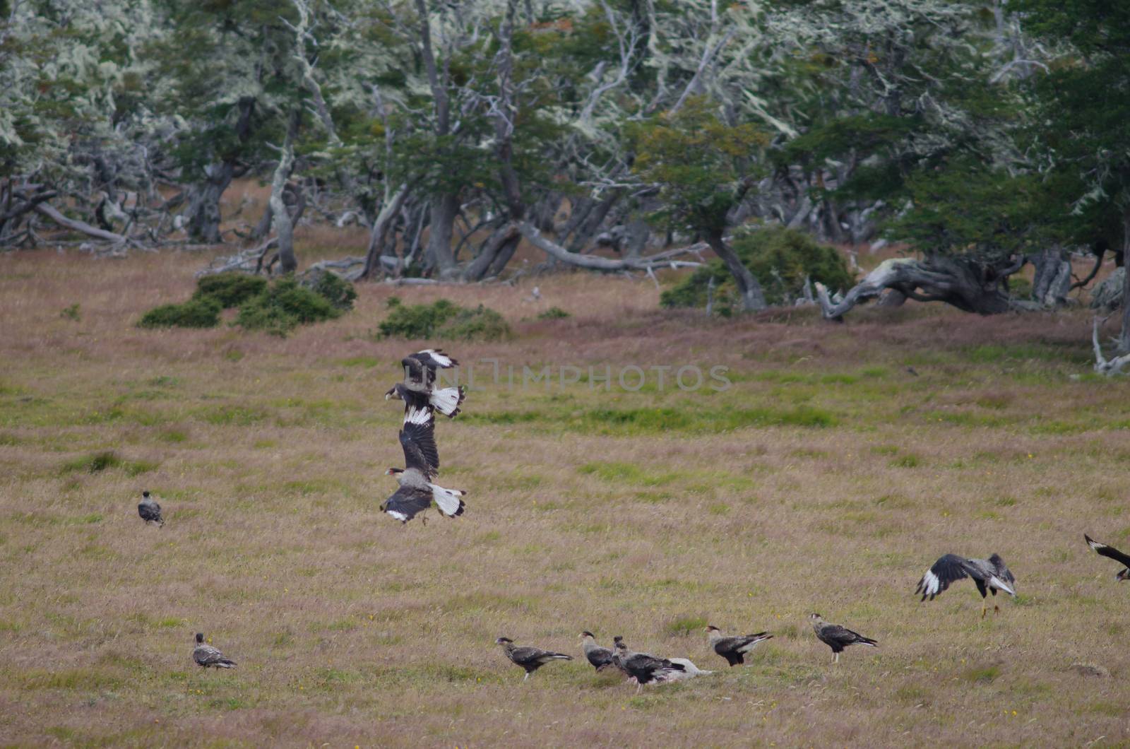 Southern crested caracaras Caracara plancus eating on the carcasses of a sheep. Chilean Patagonia. Magallanes and Chilean Antarctic Region. Chile.