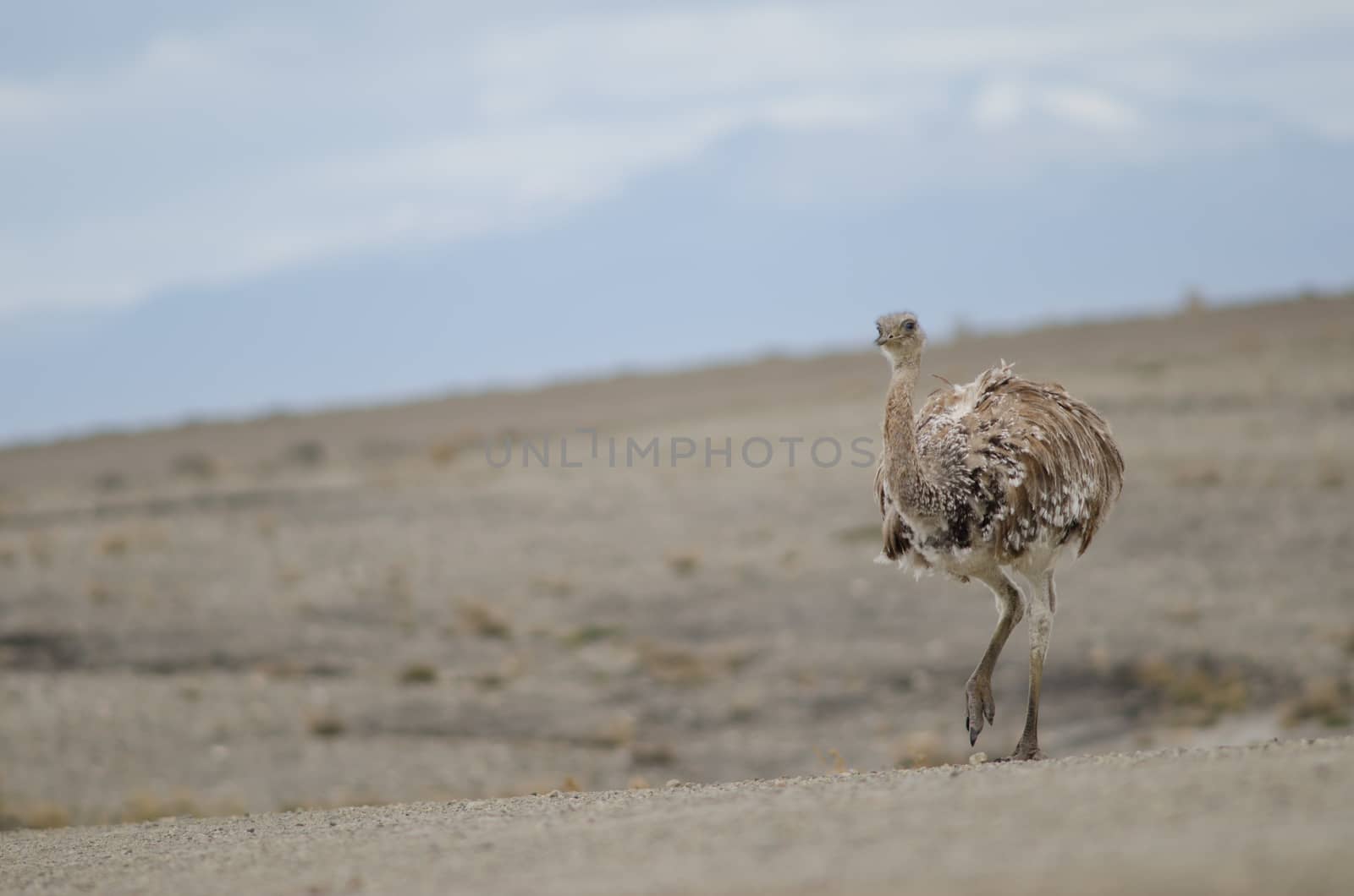 Darwin's rhea Rhea pennata in the Pecket Harbour Reserve. by VictorSuarez