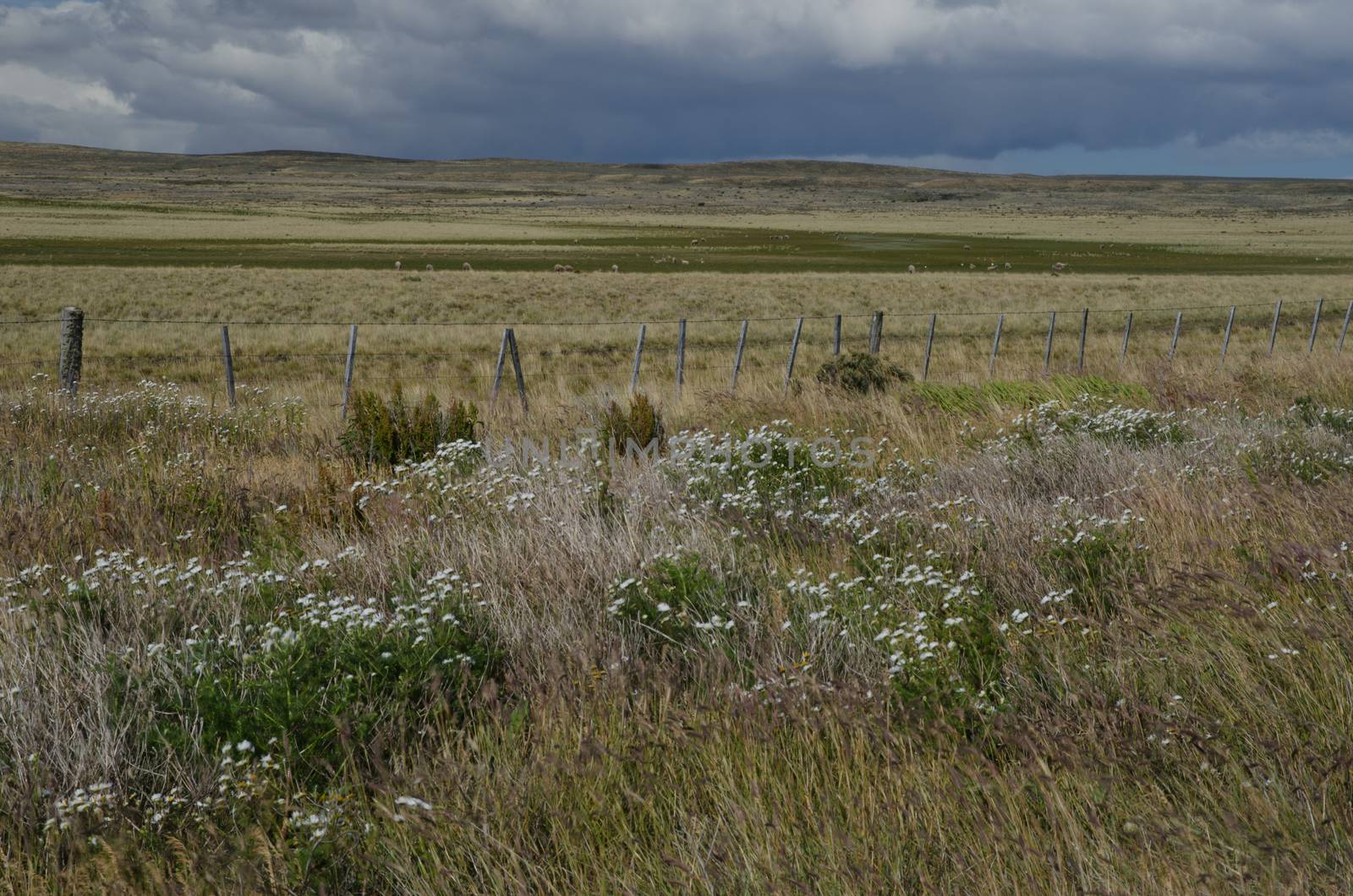 View of a plain in the Chilean Patagonia. by VictorSuarez