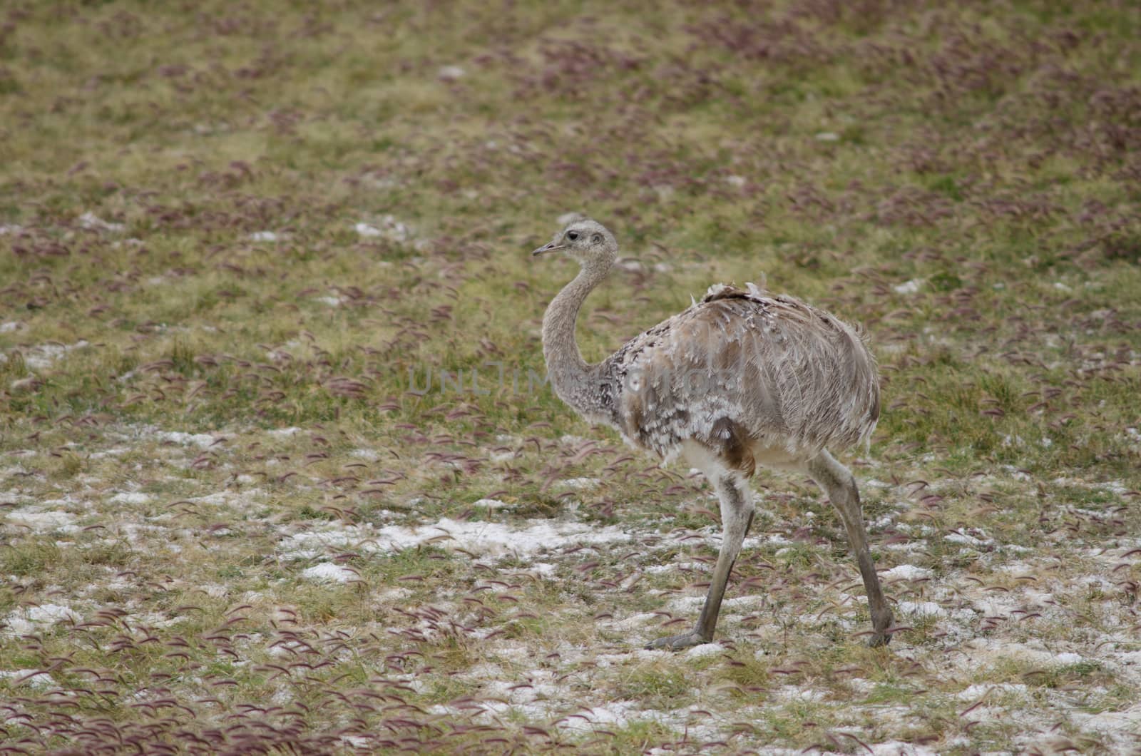 Darwin's rhea Rhea pennata in the Pecket Harbour Reserve. Pecket Harbour Reserve. Magallanes Province. Magallanes and Chilean Antarctic Region. Chile.