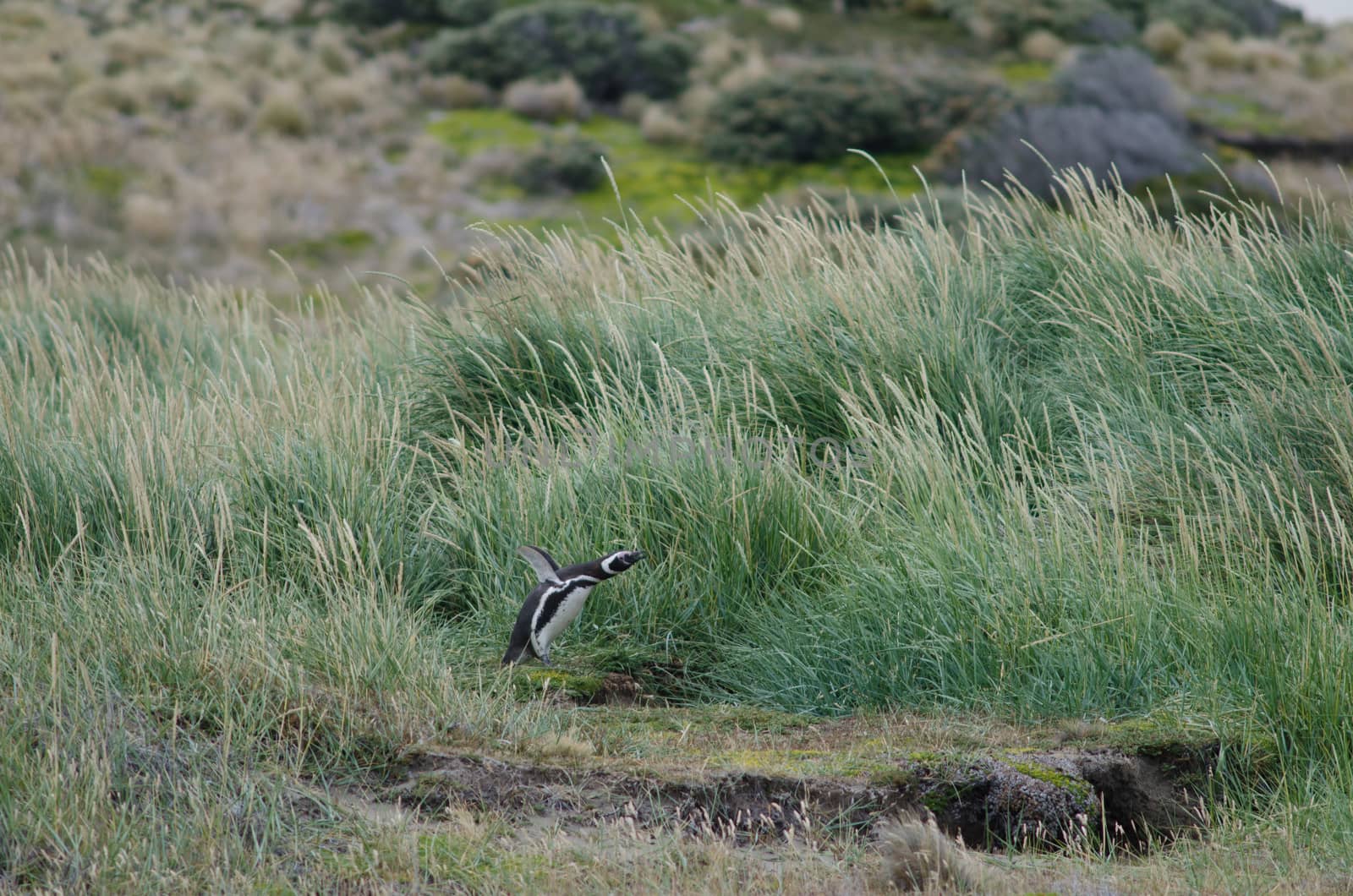 Magellanic penguin Spheniscus magellanicus calling. Otway Sound and Penguin Reserve. Magallanes Province. Magallanes and Chilean Antarctic Region. Chile.